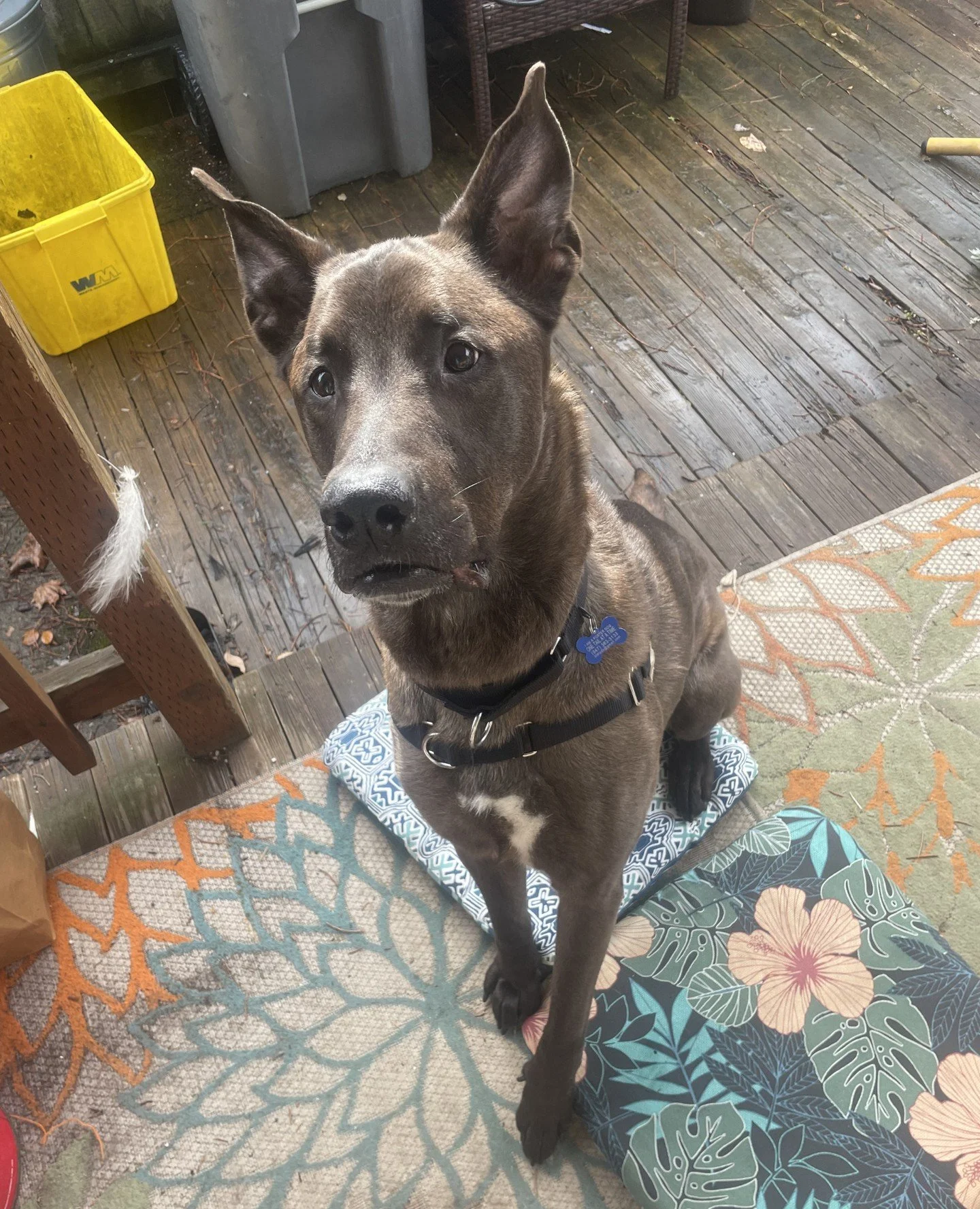 Guess who is coming to our Adoption Center today, Thu 3/5? Bugles! He&rsquo;ll be hanging out from 2:30&ndash;6:30PM or until adopted.⁠
⁠
Bugles is what we like to call a gentle giant (with an even bigger heart). Stop by and say hi. He&rsquo;ll be th