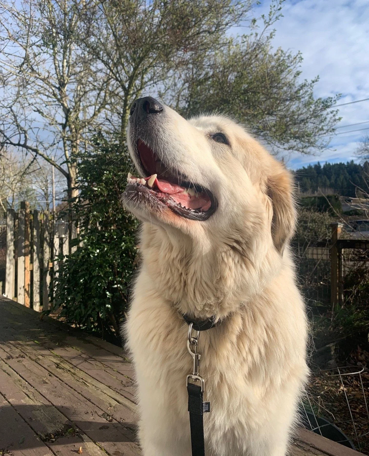 Photo 1 - LinkedIn headshot.⁠
Photo 2 - tagged photo where someone said &ldquo;snack.&rdquo;⁠
⁠
She can be regal or silly, and always a very good girl.⁠
⁠
The full Heidi experience will be available tomorrow (Fri 3/6) at our Adoption Center from 2:00
