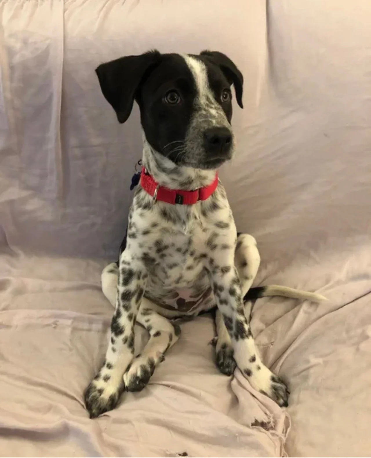 We just thought you could use a couple photos of Dunkaroo tonight. Hope it makes you feel better.