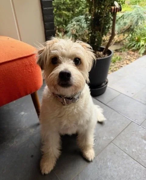 Trois Cents is back in foster and proving once again that she is too cute for words.⁠
⁠
She&rsquo;s still a young gal who&rsquo;s learning the ropes and building confidence, but her loving nature shines through right away. This cuddly baby absolutely