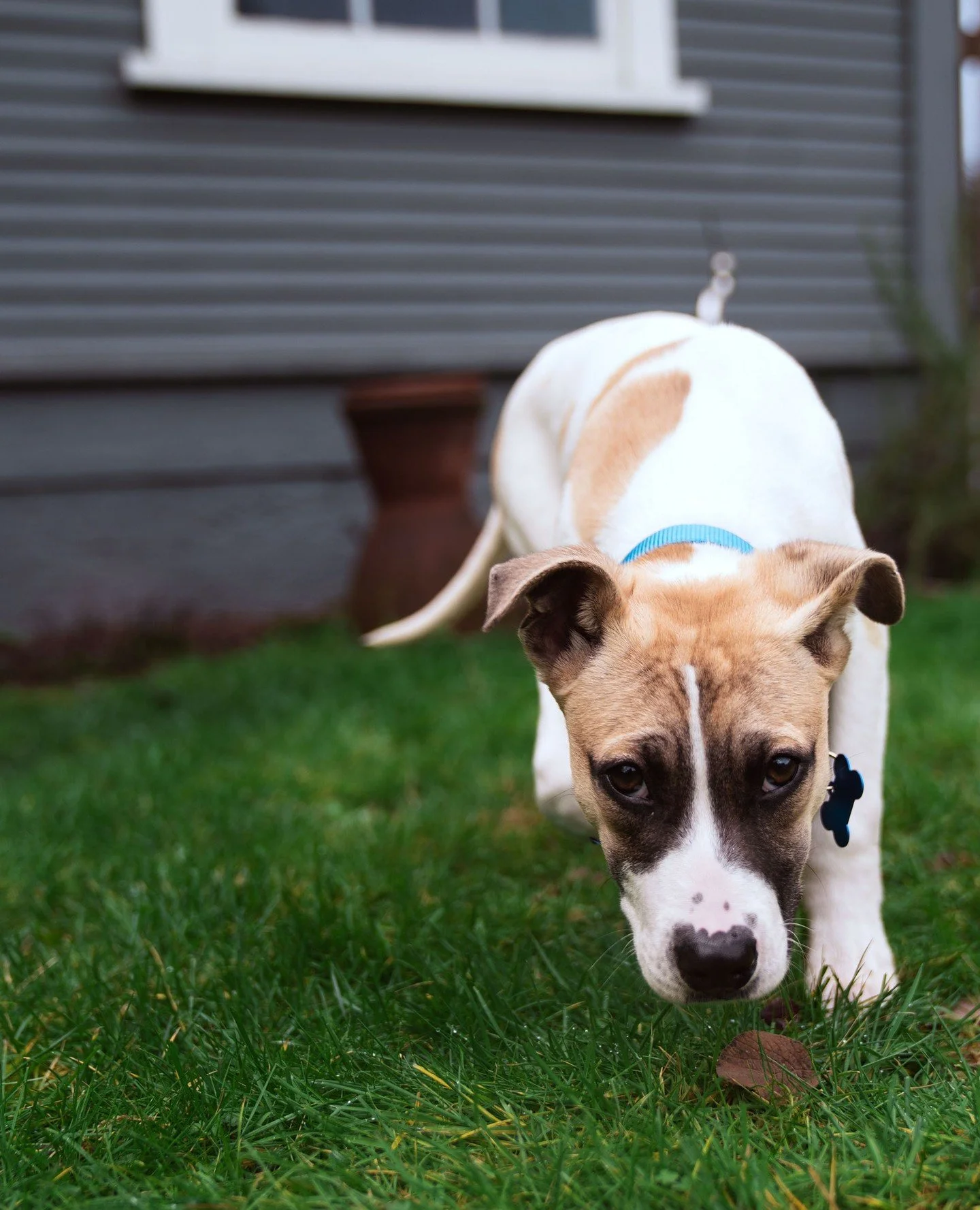 This Saturday&rsquo;s guest list currently includes two puppies: Rolo and Pop Rocks.⁠
⁠
Rolo has confirmed he&rsquo;ll be at the Adoption Center from 10:15AM&ndash;3:30PM. Pop Rocks is also scheduled to attend&hellip; pending adoption during his intr