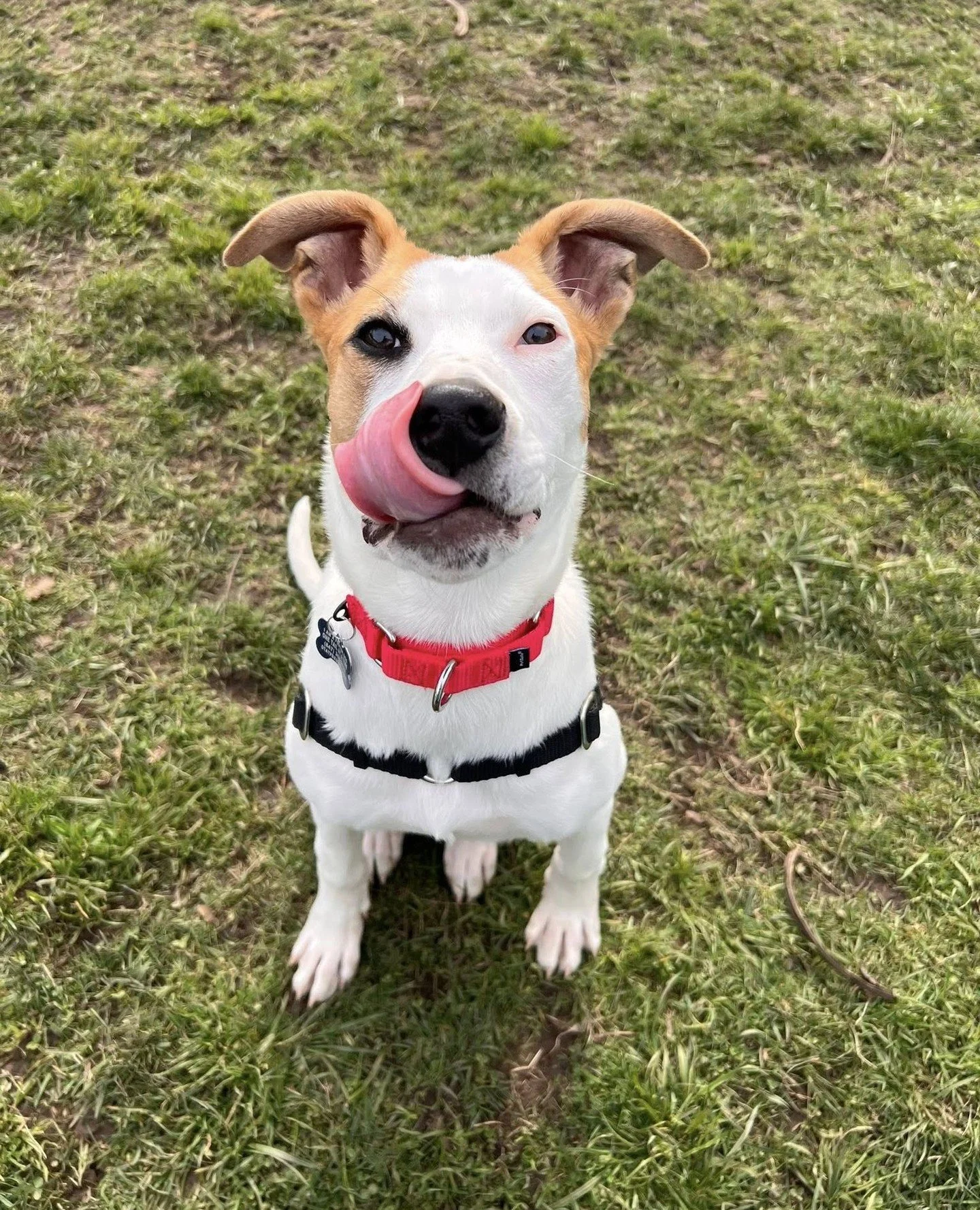 Pop Rocks and his foster's resident dog recently went on a field trip to a Sniffspot for some off-leash fun. There we discovered Pop Rocks may have a future in soccer! Or at least in enthusiastic ball chasing with occasional dramatic tackles.⁠
⁠
He&r