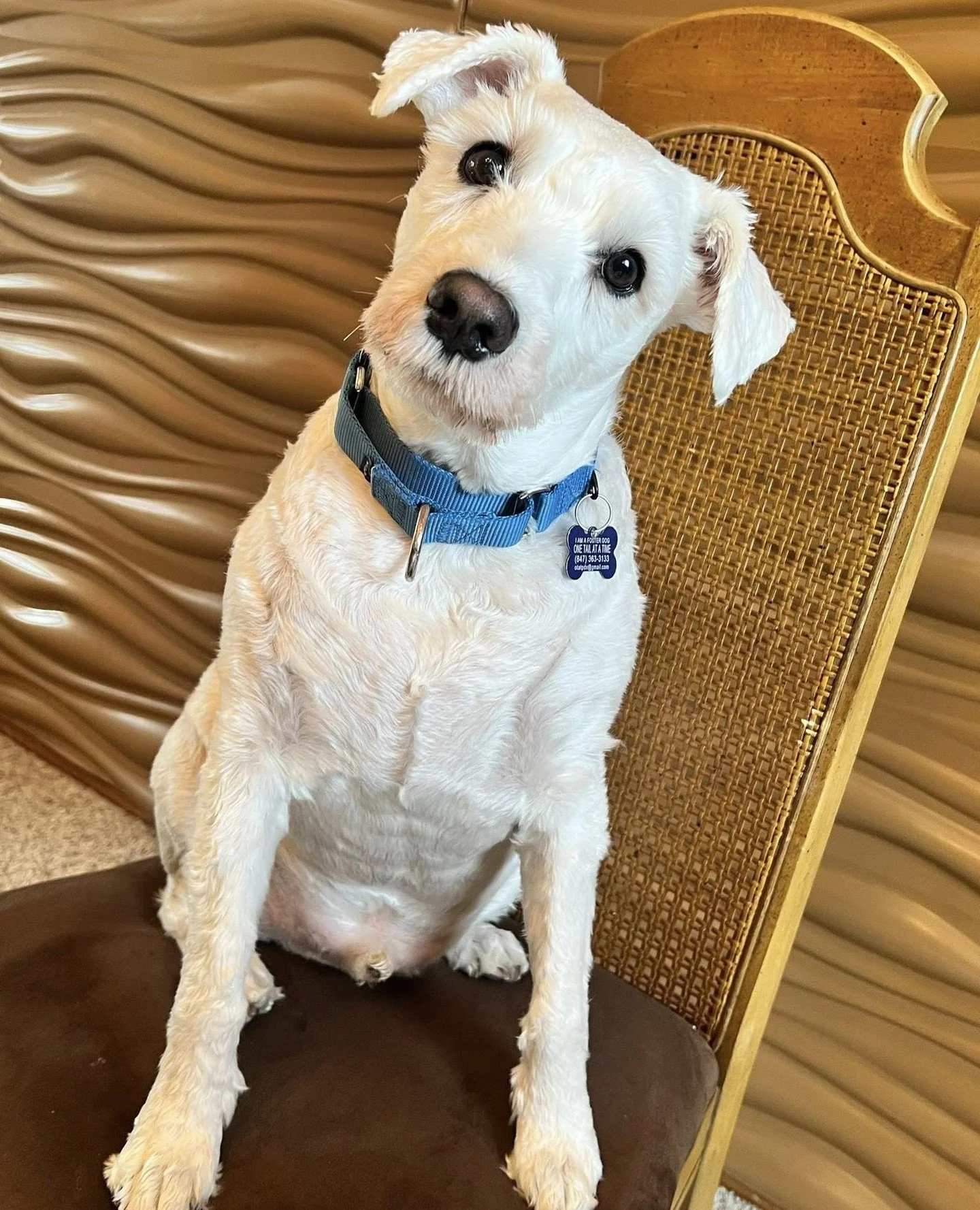 Sacramento took a seat and is now politely waiting for the next instruction. However, no one has any, and the meeting now belongs to him.⁠
⁠
Which we&rsquo;re fine with because look at what a good boy he is. We will be taking direction from Sacrament