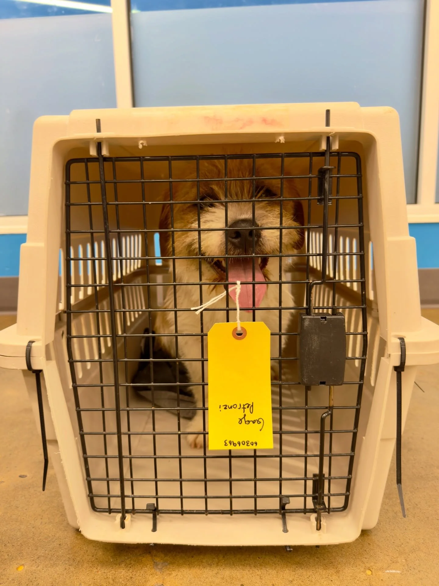 For a moment there we suspected Hellmouth activity in Oregon&hellip; turns out it was just some Buffy-inspired pups from West Texas @otatwtx and @epanimalsvc (which is much cuter than the usual Sunnydale situation).

They touched down in Dallesport, 