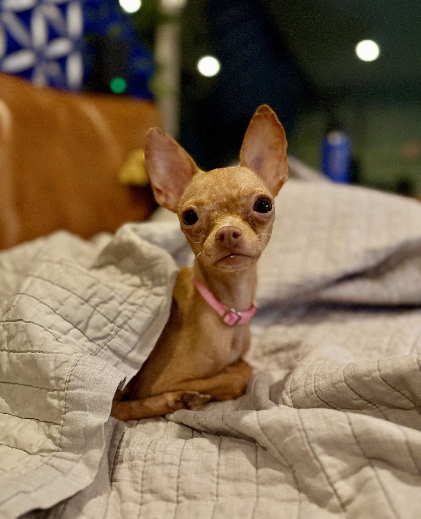 Late last week, 25 new characters from the Buffy universe (and shelters needing it most) arrived to the OTAT PDX foster Good Life.

Meet a few of them: Kendra, Harmony, Gage Petronzi, Warren Mears, Caleb, Bob Flutie, Parker, Eddie, and Theodore. (And