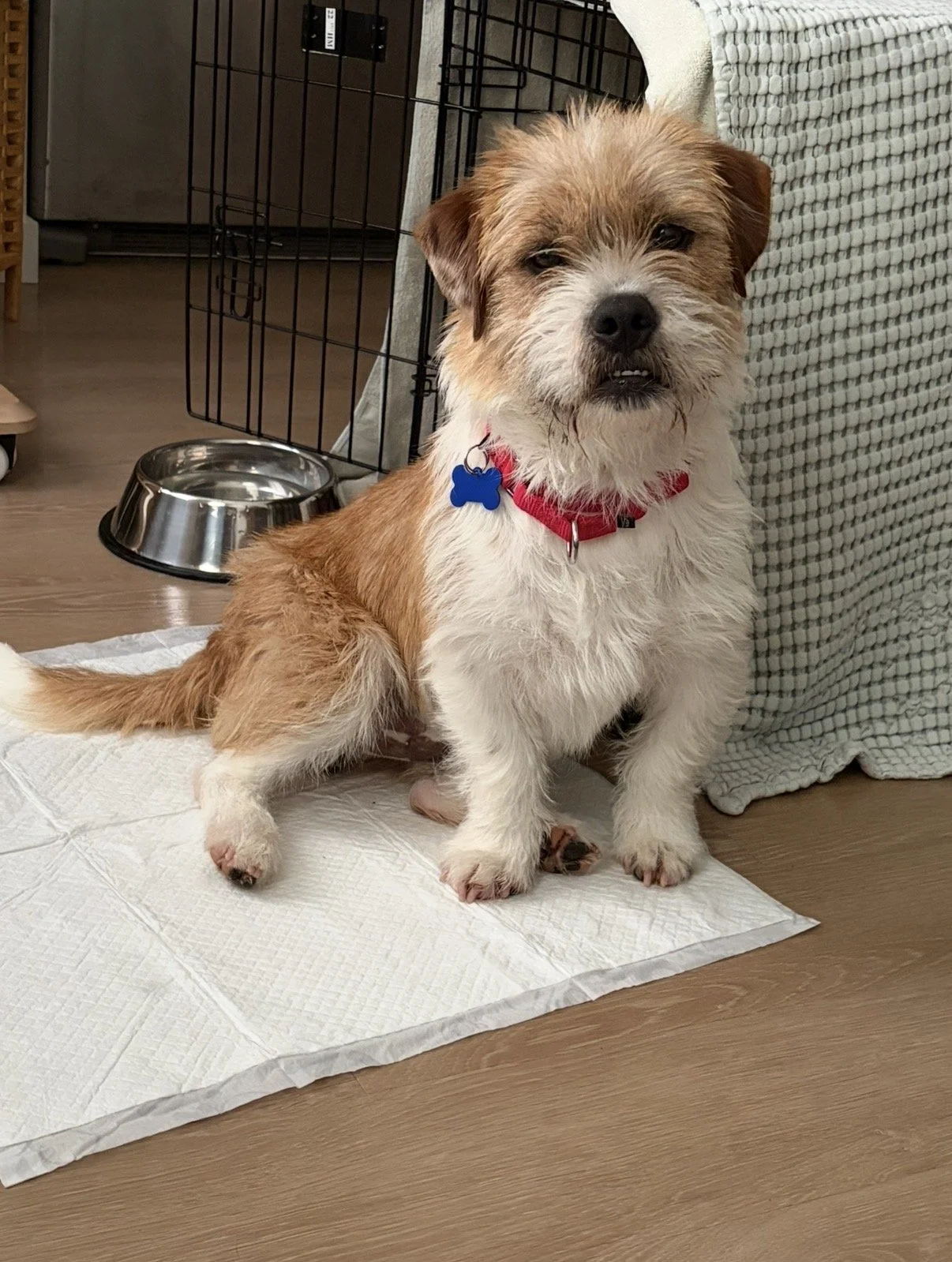 Gage Petronzi - I’ll be at the AC for meet and greets on 3/12!