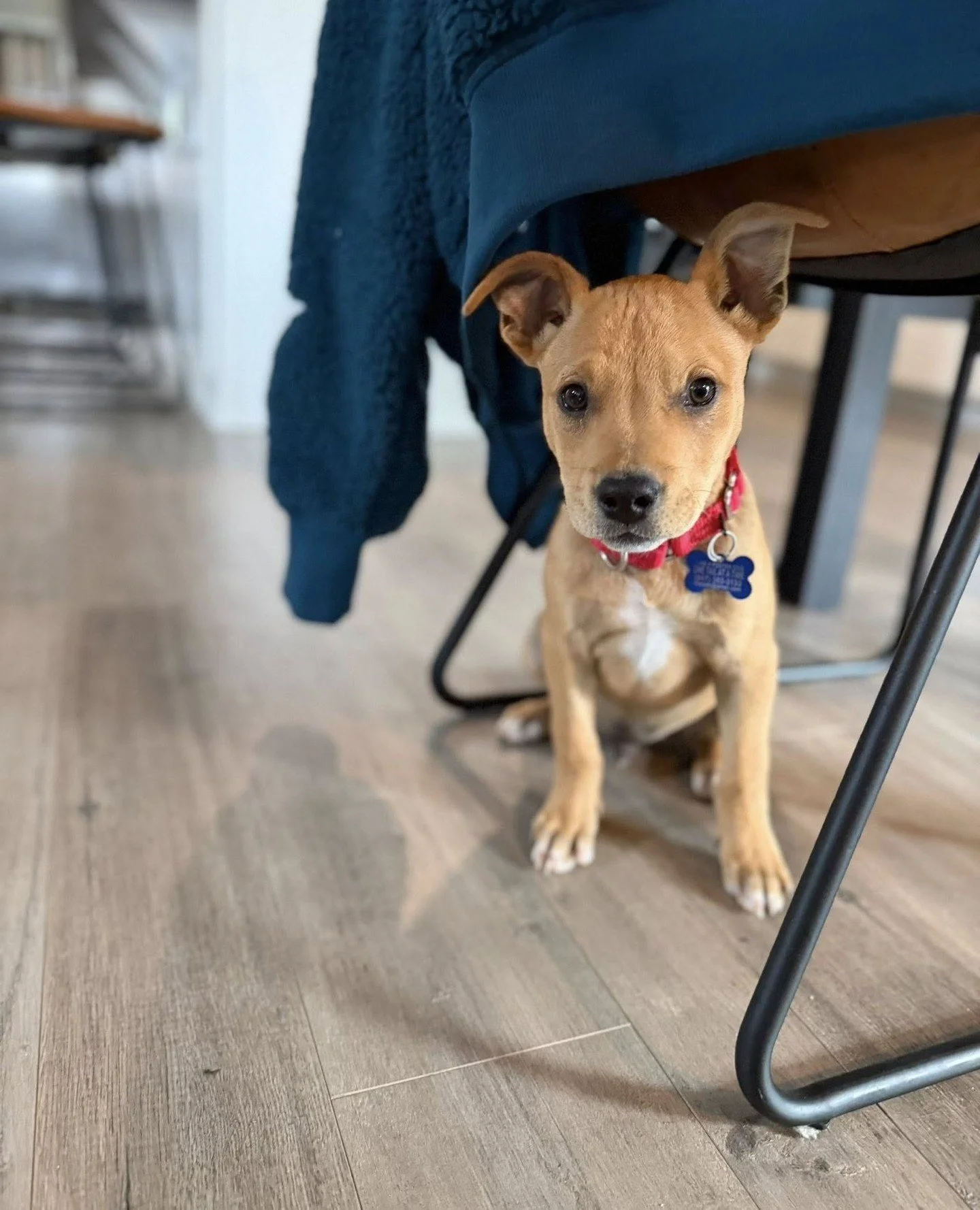 Good morning from the core four of the actual Scooby Gang: Xander, Buffy, Rupert Giles, and Willow.⁠
⁠
So far their investigative strategy appears to involve decompressing and being extremely adorable. The rest of the Scooby Gang is currently on patr