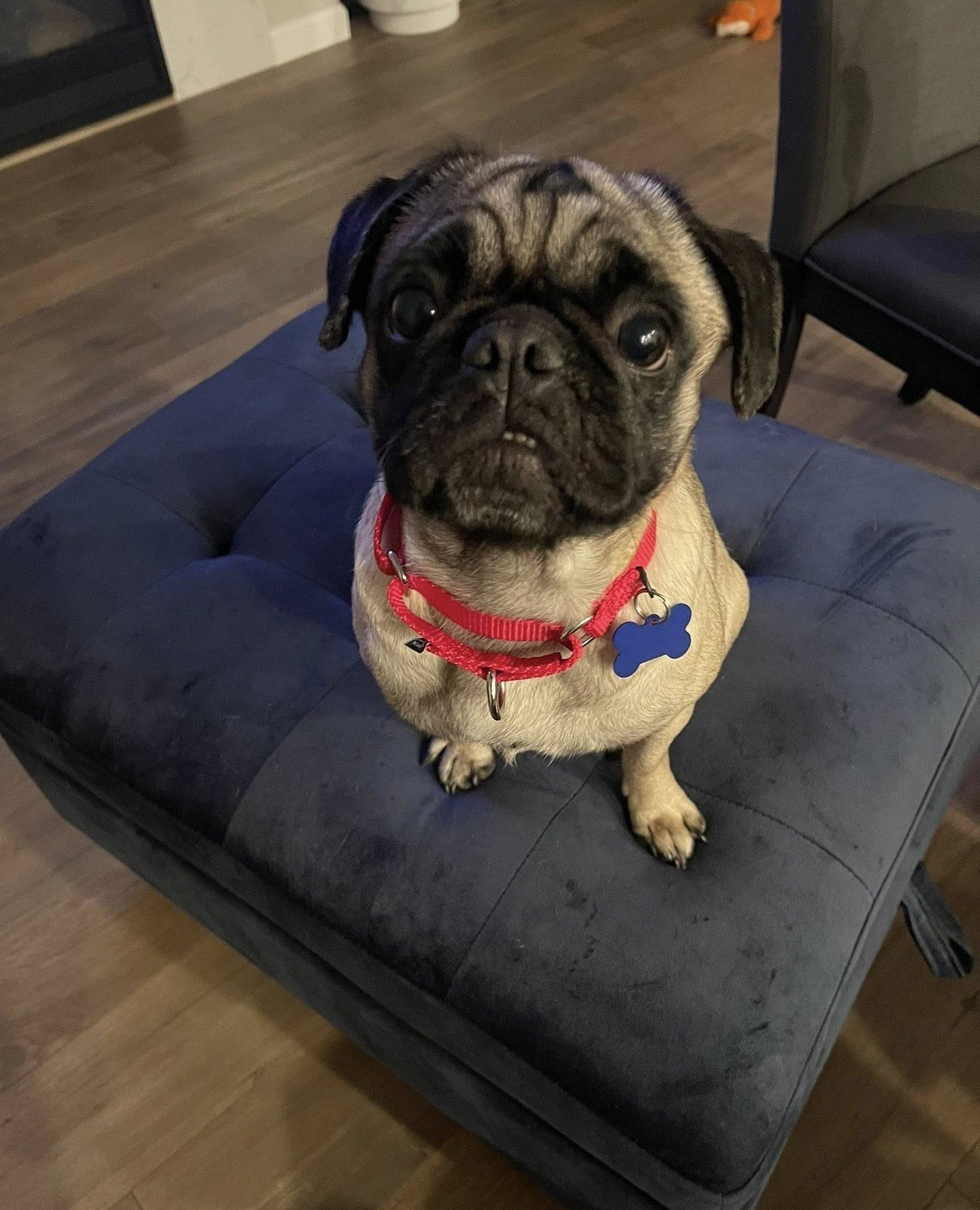 The rest of the team has now returned from patrol and it's time for their introductions.

Here is the remainder of the Scooby Gang: Cordelia, Riley Finn, Angel, Faith, Andrew Wells, Oz, Anya, Spike, Tara, and Dawn. 
⁠
With the full Scooby Gang now as