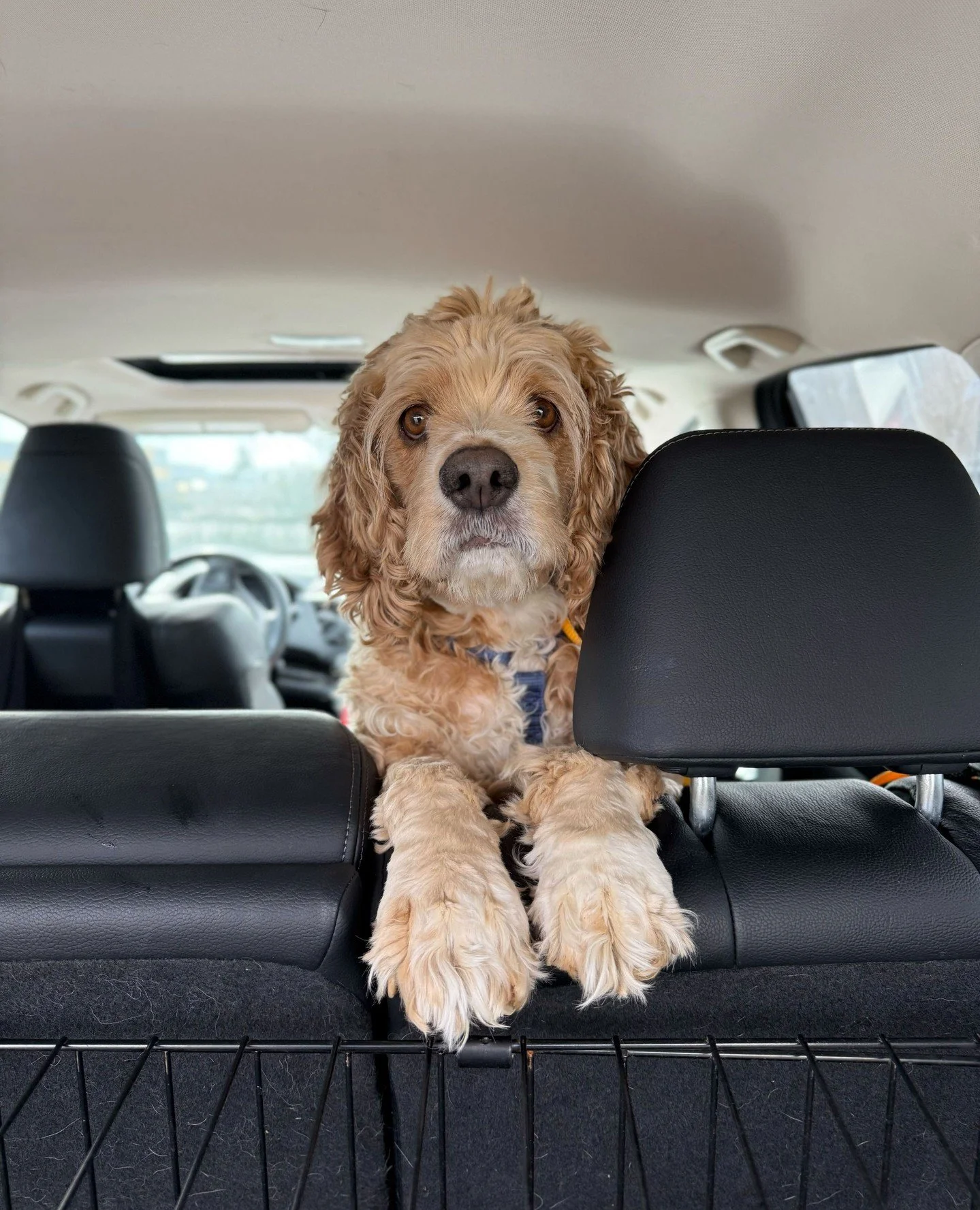 West Texas dogs weren't the only ones we welcomed last week; meet Louisa from Marion County!⁠
⁠
While we're still getting to know her, so far can say that she's a sweet little older lady who enjoys socializing with other dogs and humans alike and lov