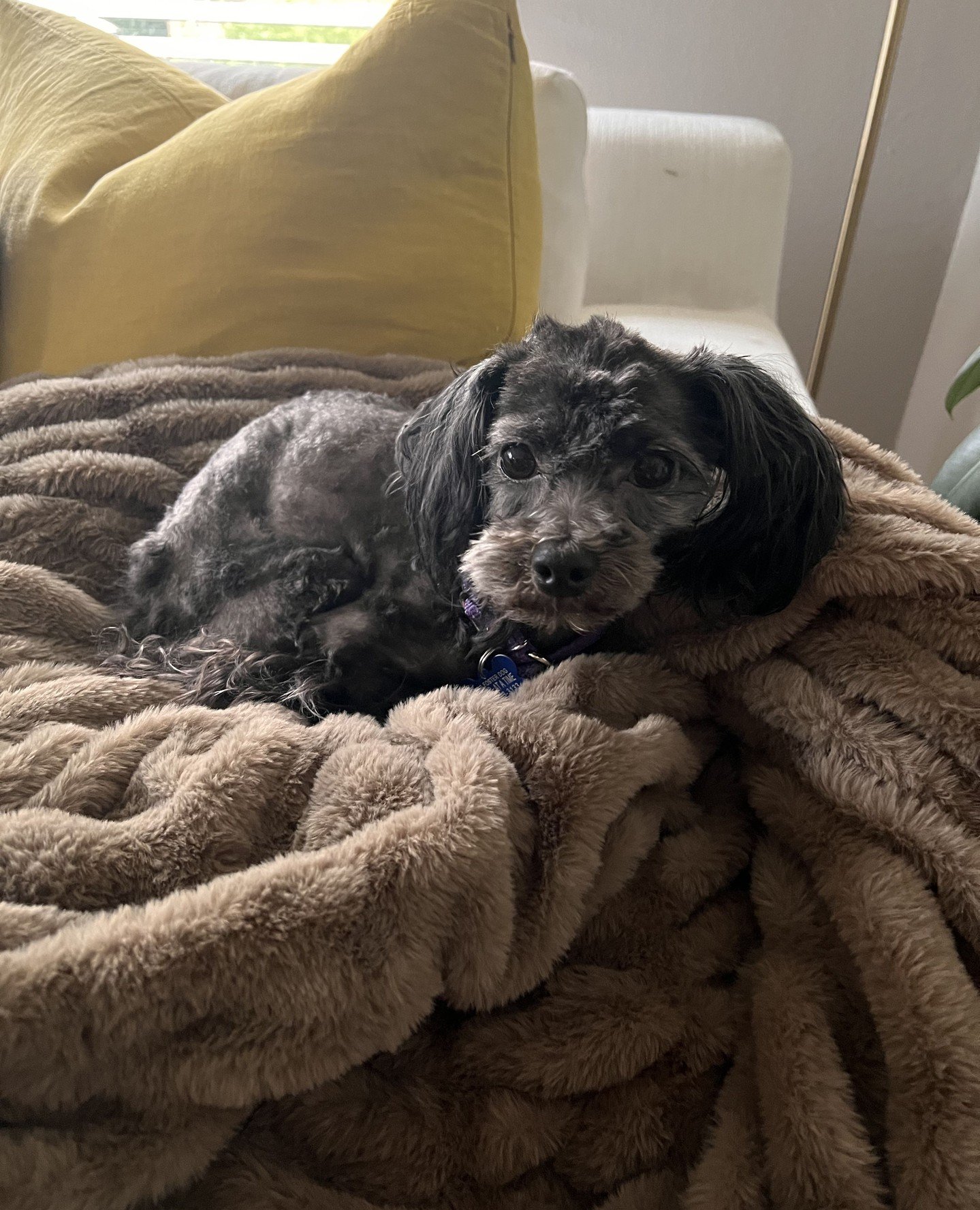 We got a full house of scruffs tomorrow (Thursday, 3/12) with 3 adorable dogs at our Adoption Center!⁠
⁠
Jonathan Levinson, Gage Petronzi, and Bob Flutie will all be here from 2:30-6:30PM (or until adopted) and are ready to assist with local Hellmout