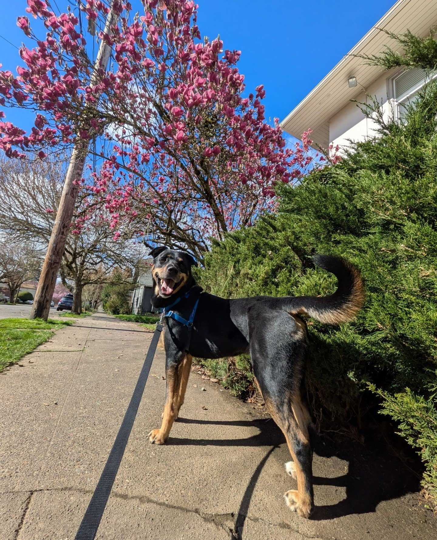 Razzles out here lookin' like a Portland spring daydream. 🌸⁠
⁠
His foster describes him as a classic dream boy: great on walks, friendly with people and dogs, already knows sit and shake, fully house trained, even cooperates during post-walk paw dry