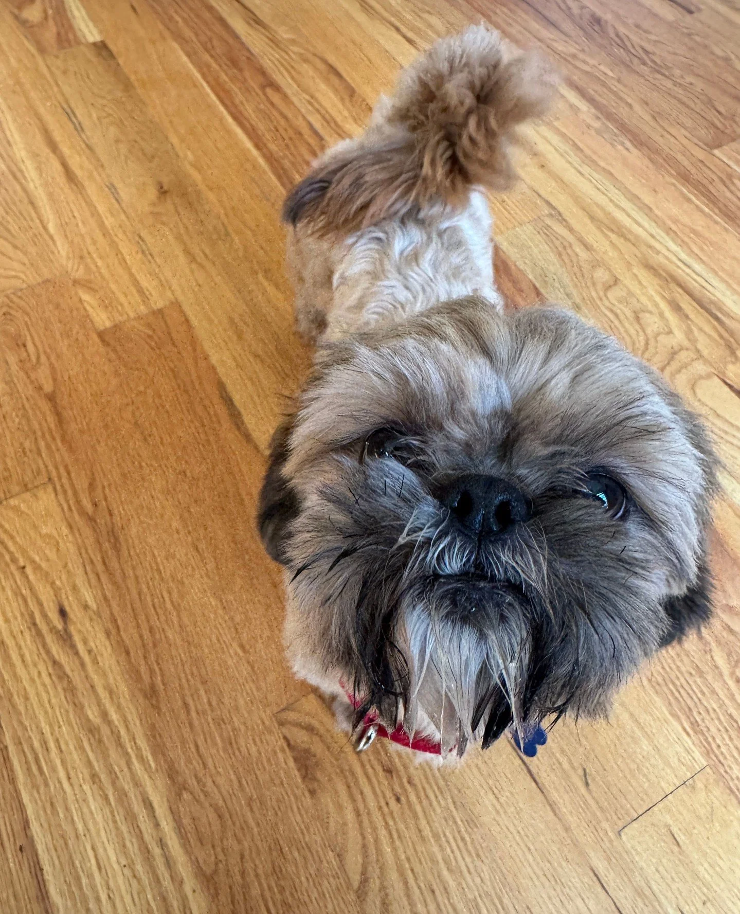 It&rsquo;s the morning of Friday the 13th and these noses are currently accepting boops for good luck.⁠
⁠
Double tap to deliver a boop or have bad luck for 7 years (we don't make the rules, they do).