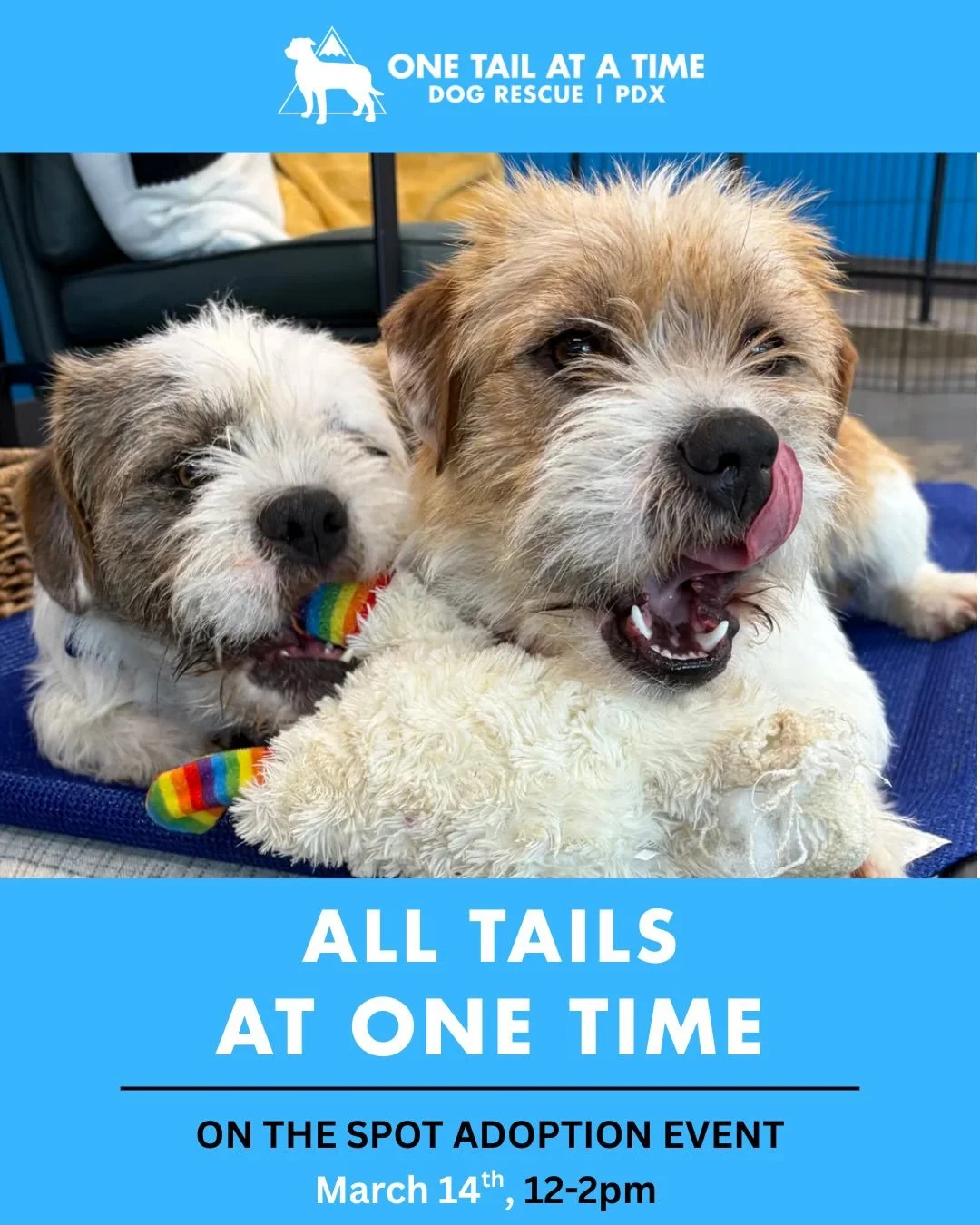 Another weekend, more dogs up for on-the-spot adoptions!

Check out our All Tails roster for this Saturday. Adoption intros start at 12pm, but we&rsquo;ll start taking names down when we open at 10am!