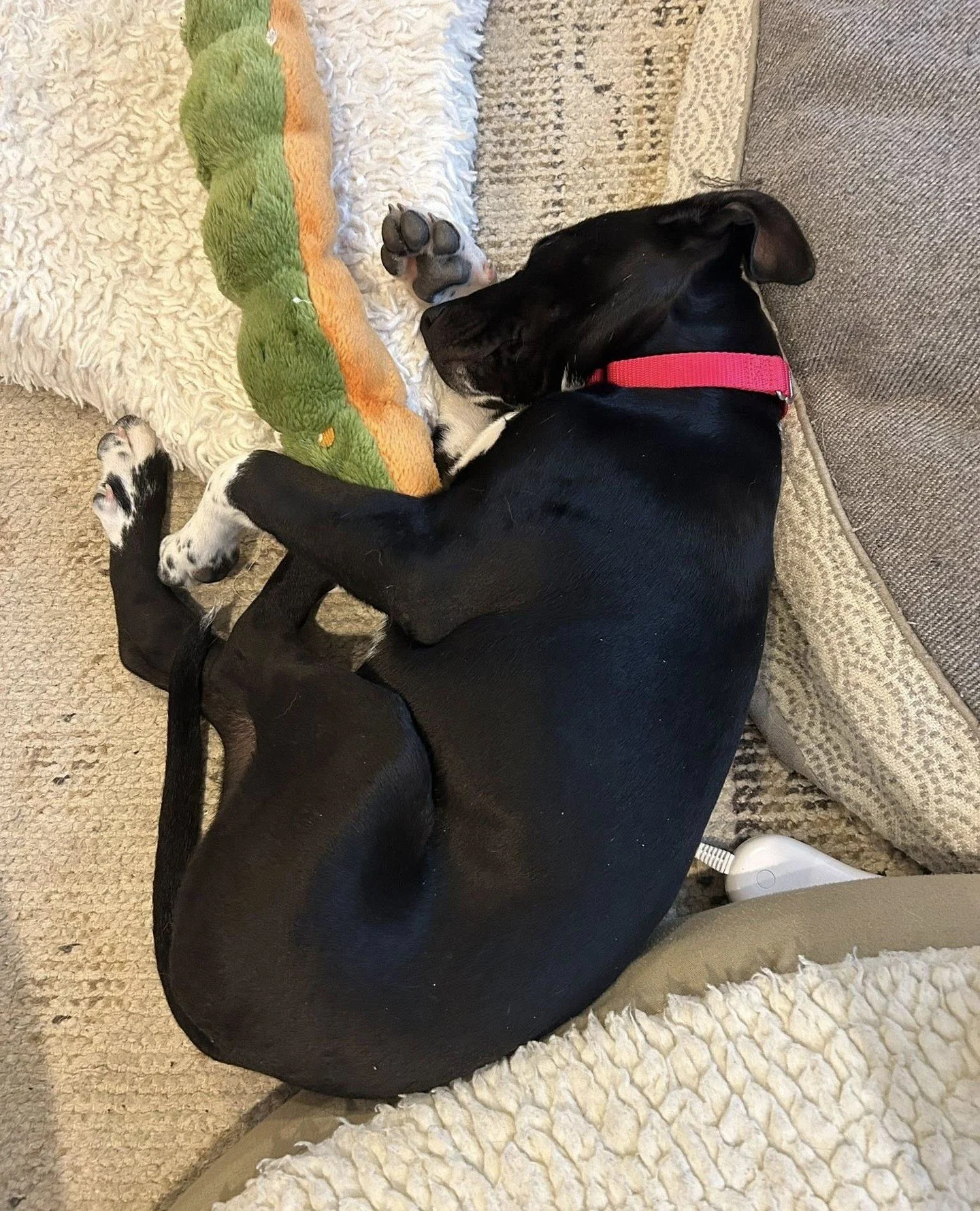 Some people collect crystals.⁠
Around here we collect sleeping rocks.