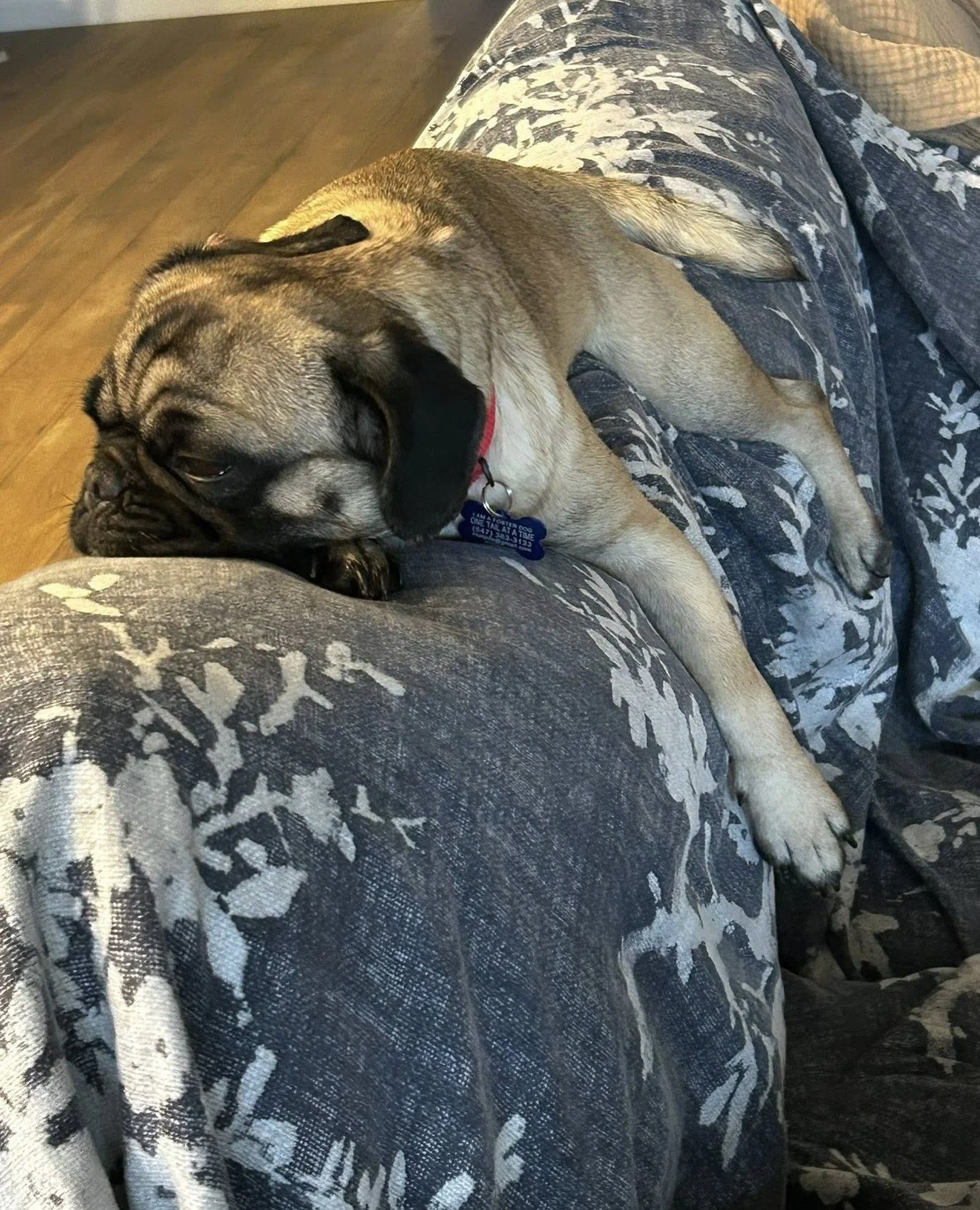 This is Cordelia. She has become a couch croissant. Please give her a moment.