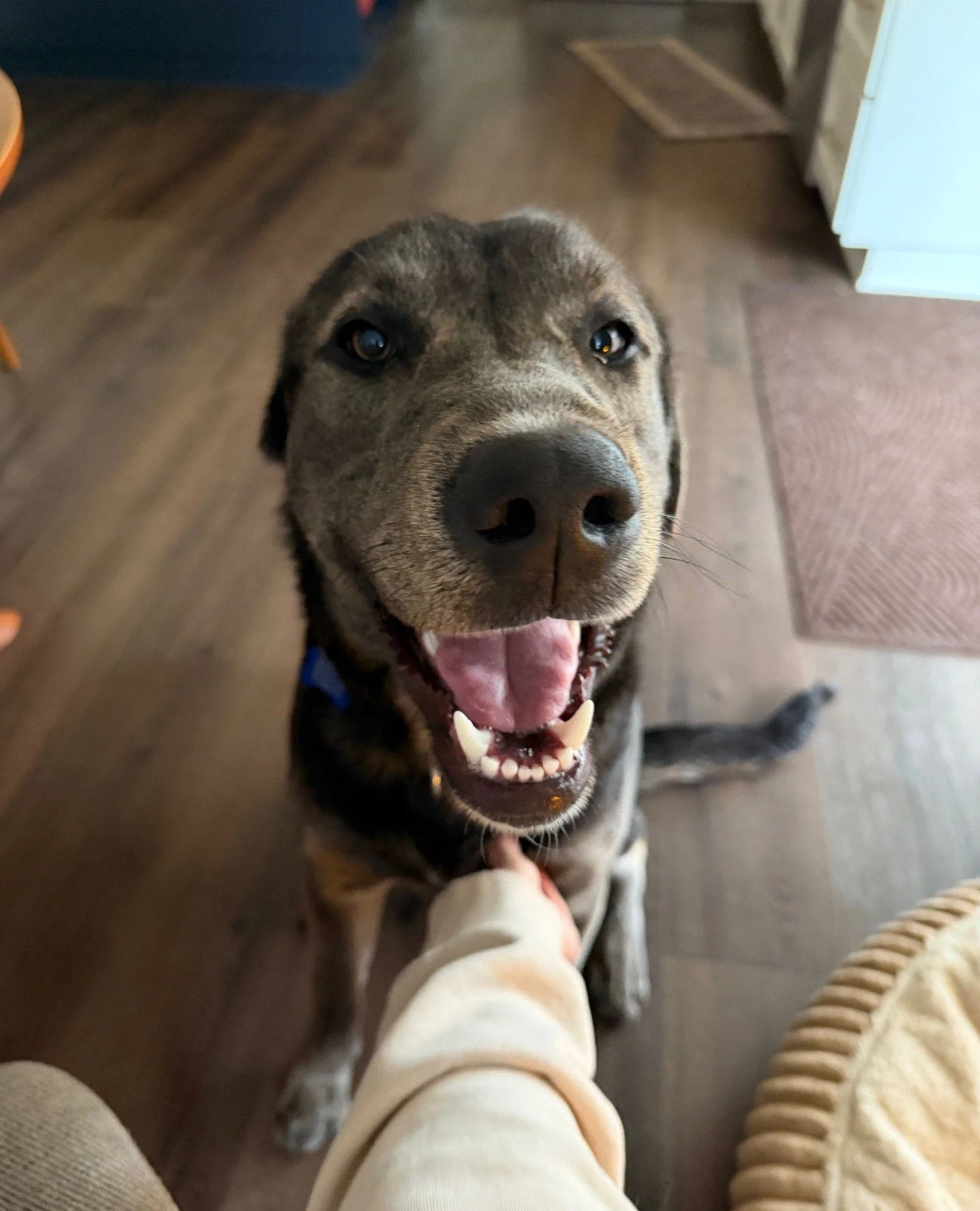 The face of a boy who has the brain, beauty and personality. Some dogs simply have it all. Bogart happens to be one of them.