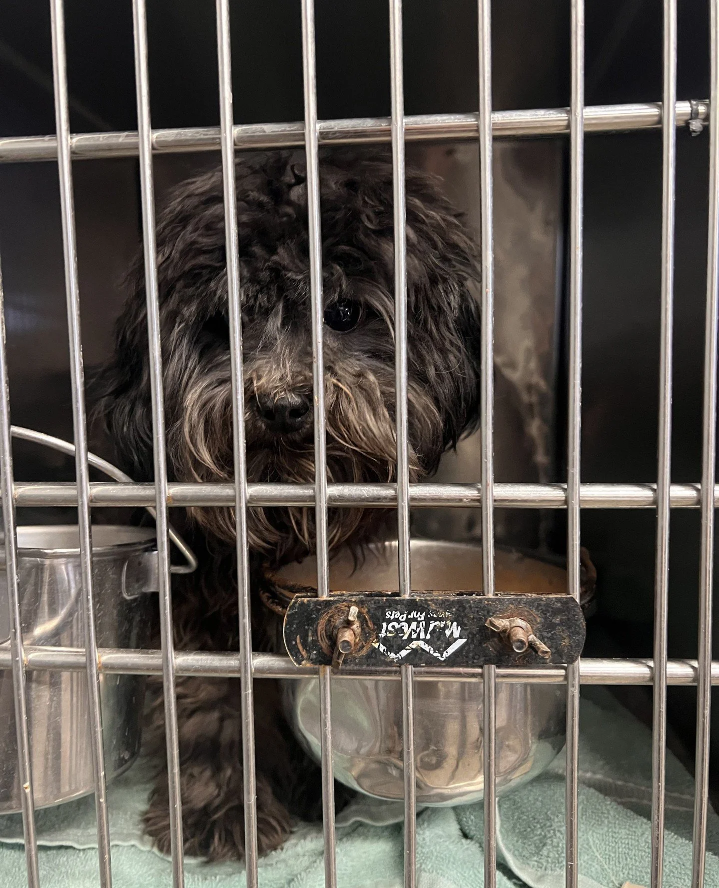 Swipe to watch Jonathan Levinson defeat the true Big Bad: matted hair.⁠
⁠
His coat was pretty tangled and uncomfortable when he arrived. Thankfully, the wonderful team at Rose City Dogs Grooming @rosecitydogsgrooming stepped in to give him a much-nee