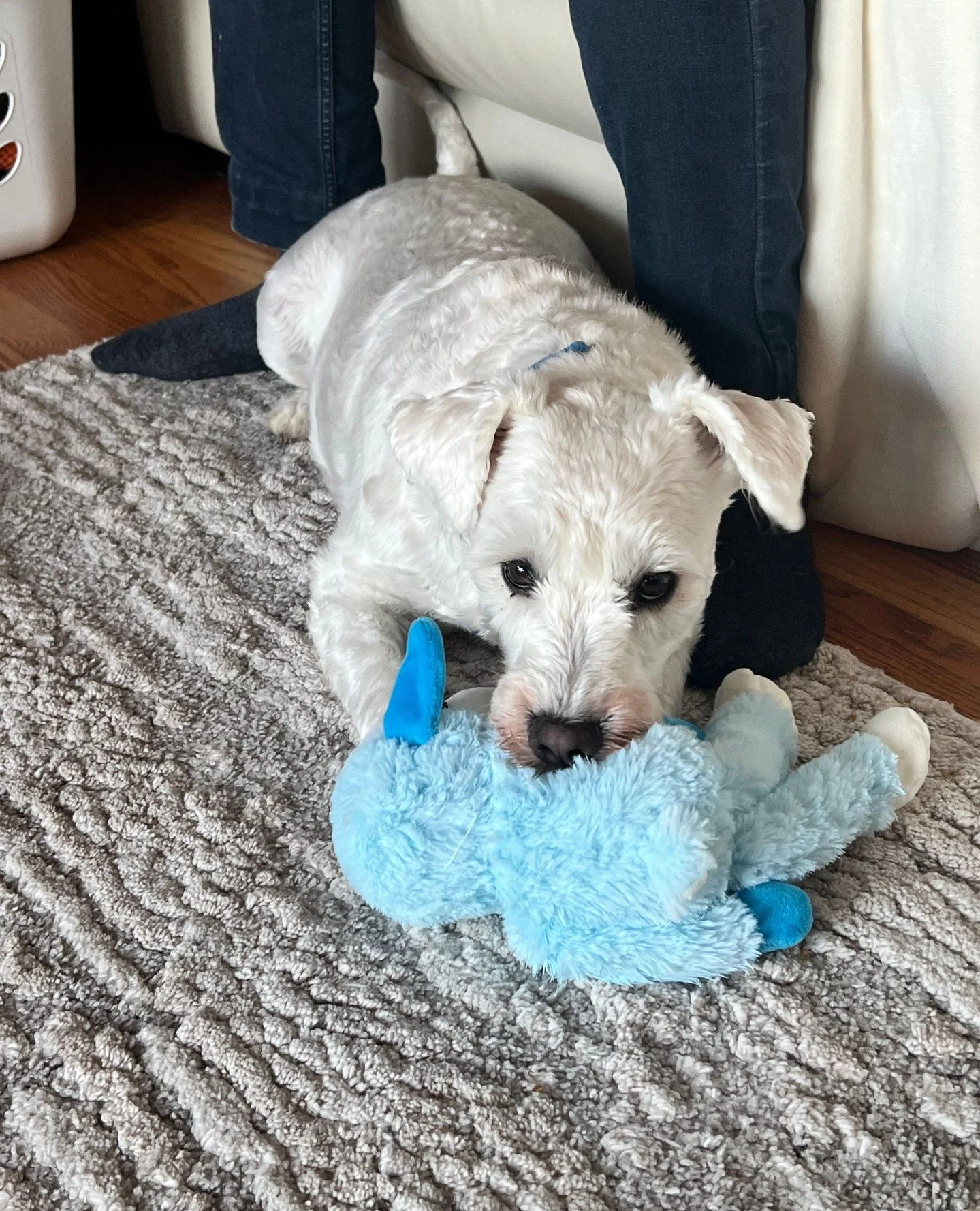 Jonathan Levinson wasn&rsquo;t the only one who got a hook up recently &mdash; Sacramento did too. The kind folks at Hip Hound @hiphoundshop gifted him a brand new stuffy!⁠
⁠
As you can see, it passed his inspection and he is now handling it with the