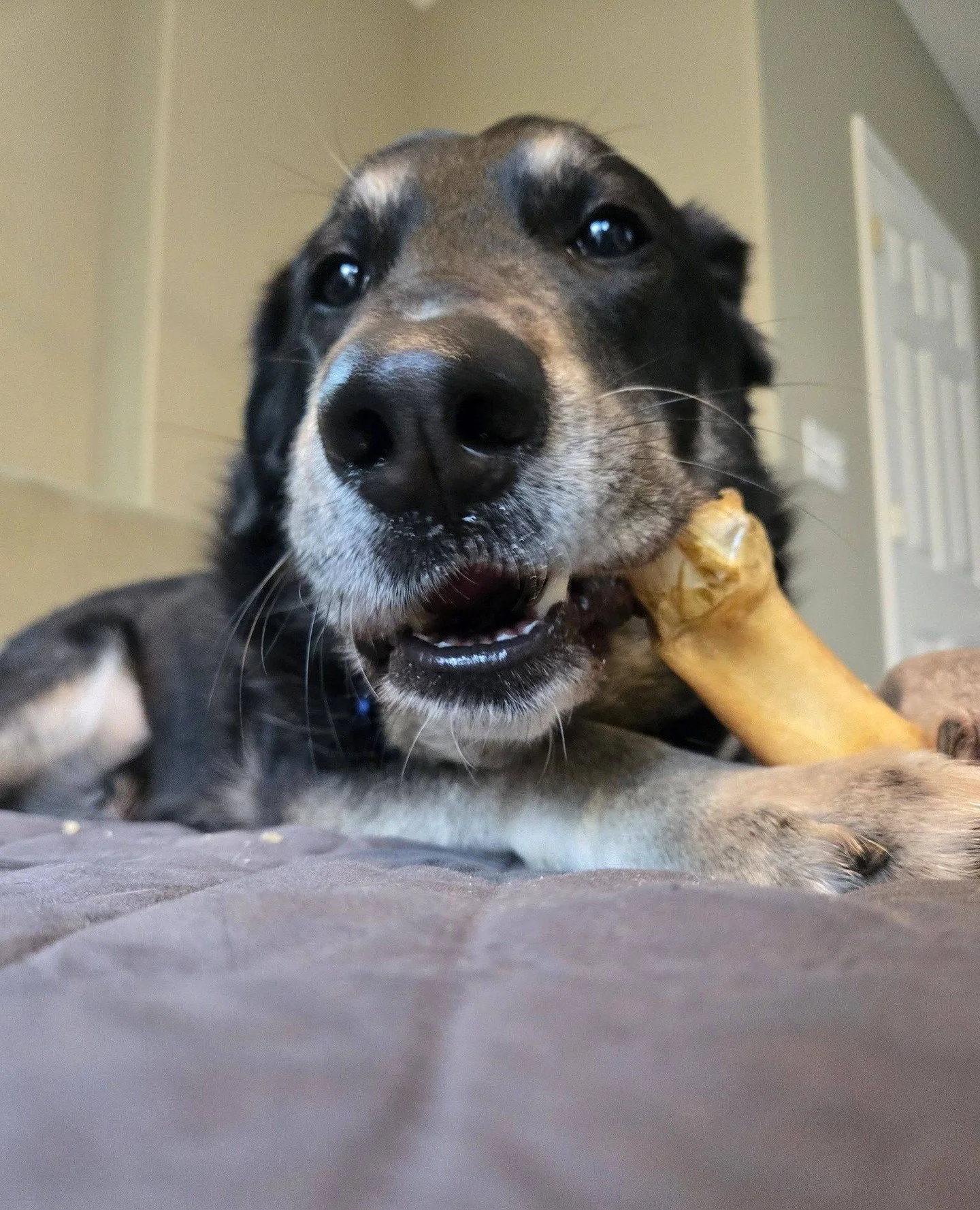 Karl also received some presents from Hip Hound @hiphoundshop and wants to show them off. He's more of a let's-really-test-this kind of model, but he is capable of posing gracefully next to an item too.⁠
⁠
Karl definitely has range and thank you Hip 