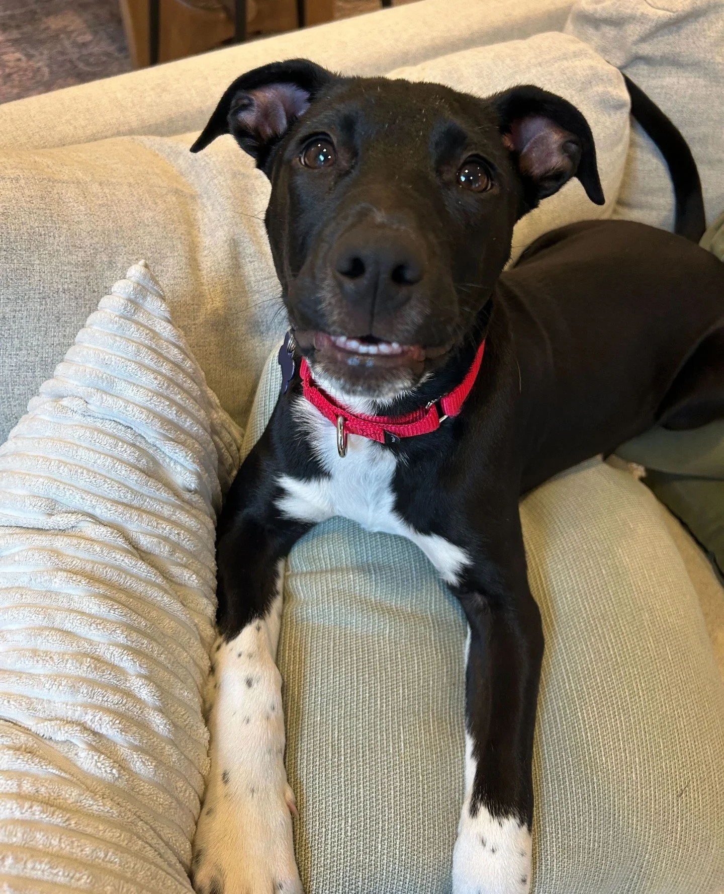 Parker would like you to know this is his &ldquo;serious face.&rdquo; ⁠
⁠
He may start off a little shy, but once he decides you&rsquo;re his person, it&rsquo;s over for you. Parker loves playing with other dogs (zoomies, wrestling, tug, you name it)