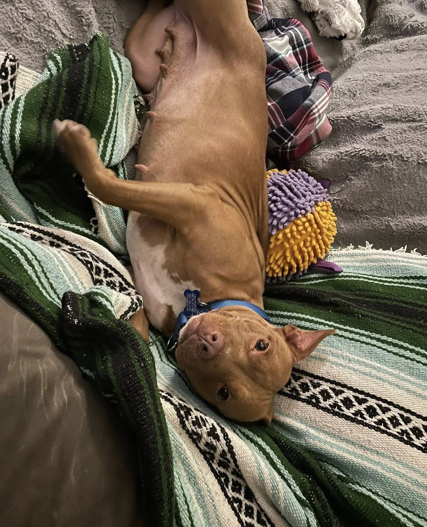 This one&rsquo;s for all the Buffy the Vampire Slayer superfans: a photo dump of Buffy herself.⁠
⁠
Coming out of her shell, it&rsquo;s clear Buffy is a sweet pup through and through. If you ask her, she&rsquo;ll tell you the greatest thing you&rsquo;