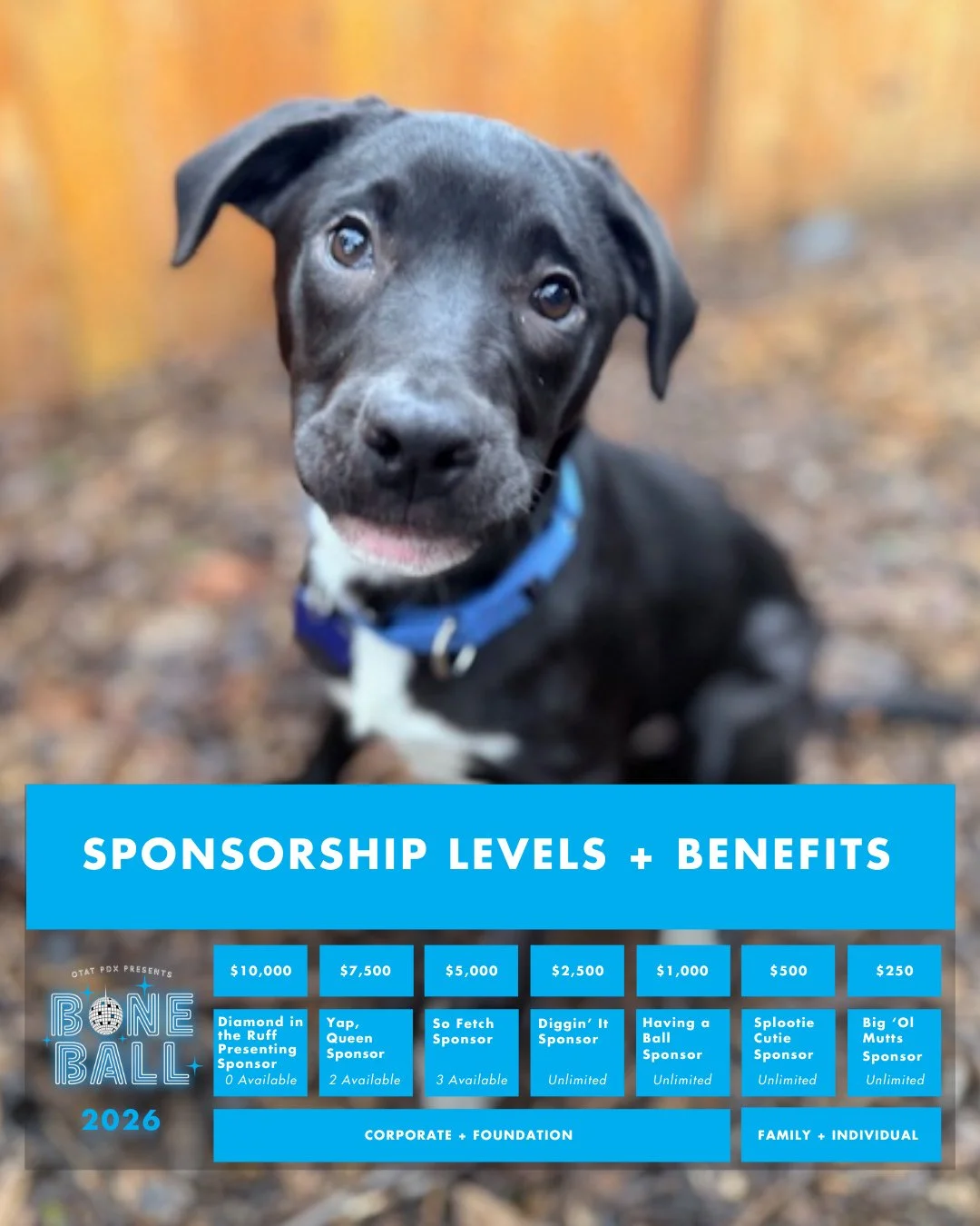 Our biggest dog party of the year is back! And so is our amazing Presenting Sponsor: Knox Law @knoxlawnw. ⁠
⁠
Bone Ball 2026 is on May 16th at The Redd on Salmon @reddonsalmon, where 300 dog lovers and some extremely well-dressed pups gather for an e