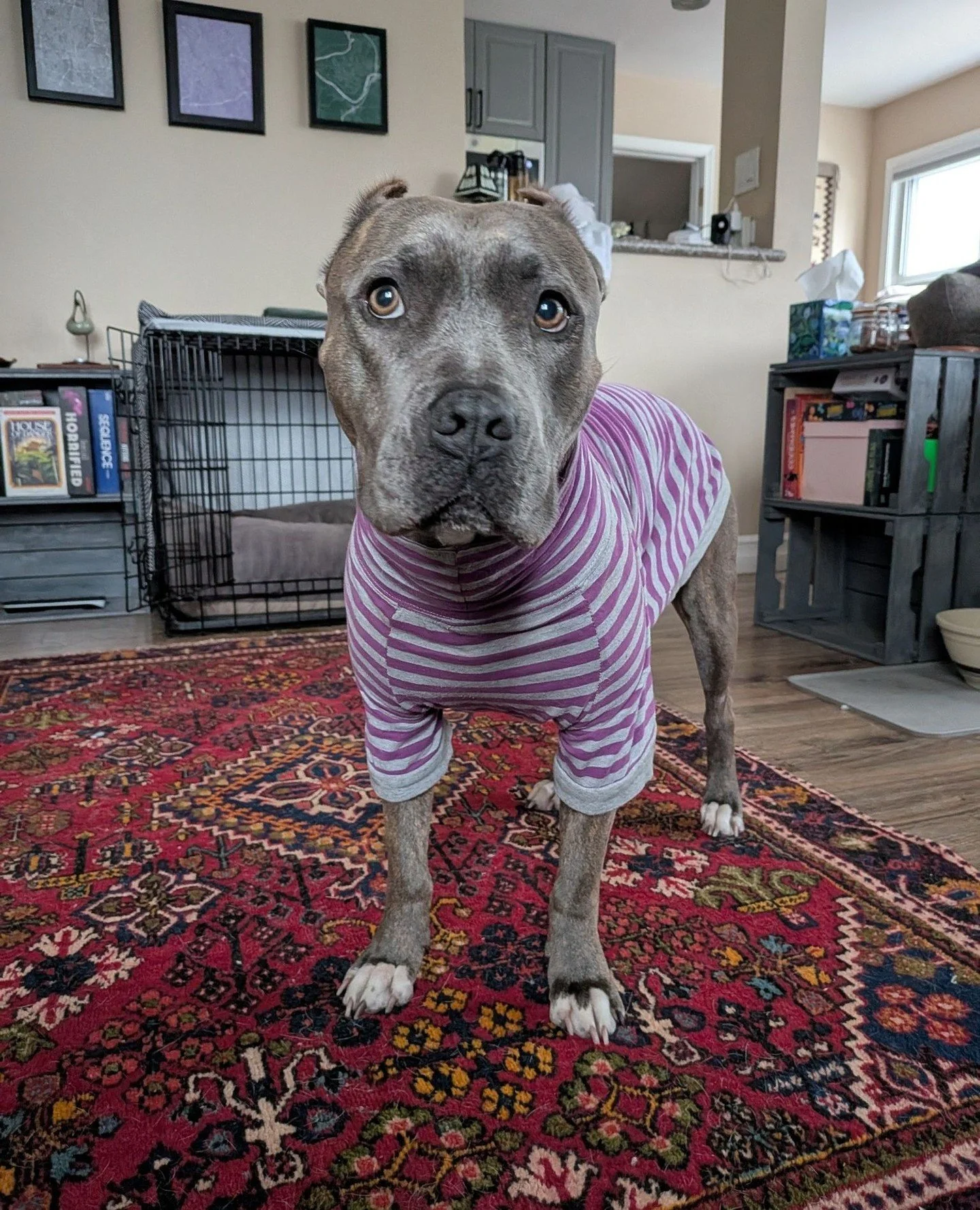 Harmony and Parker want to know if you have any plans this today and tomorrow cause they'll be hanging out at our Adoption Center!⁠
⁠
Harmony will be here today, Thursday 3/19, from 2:30-6:30PM. And Parker is visiting on Friday 3/20, same time. Or un