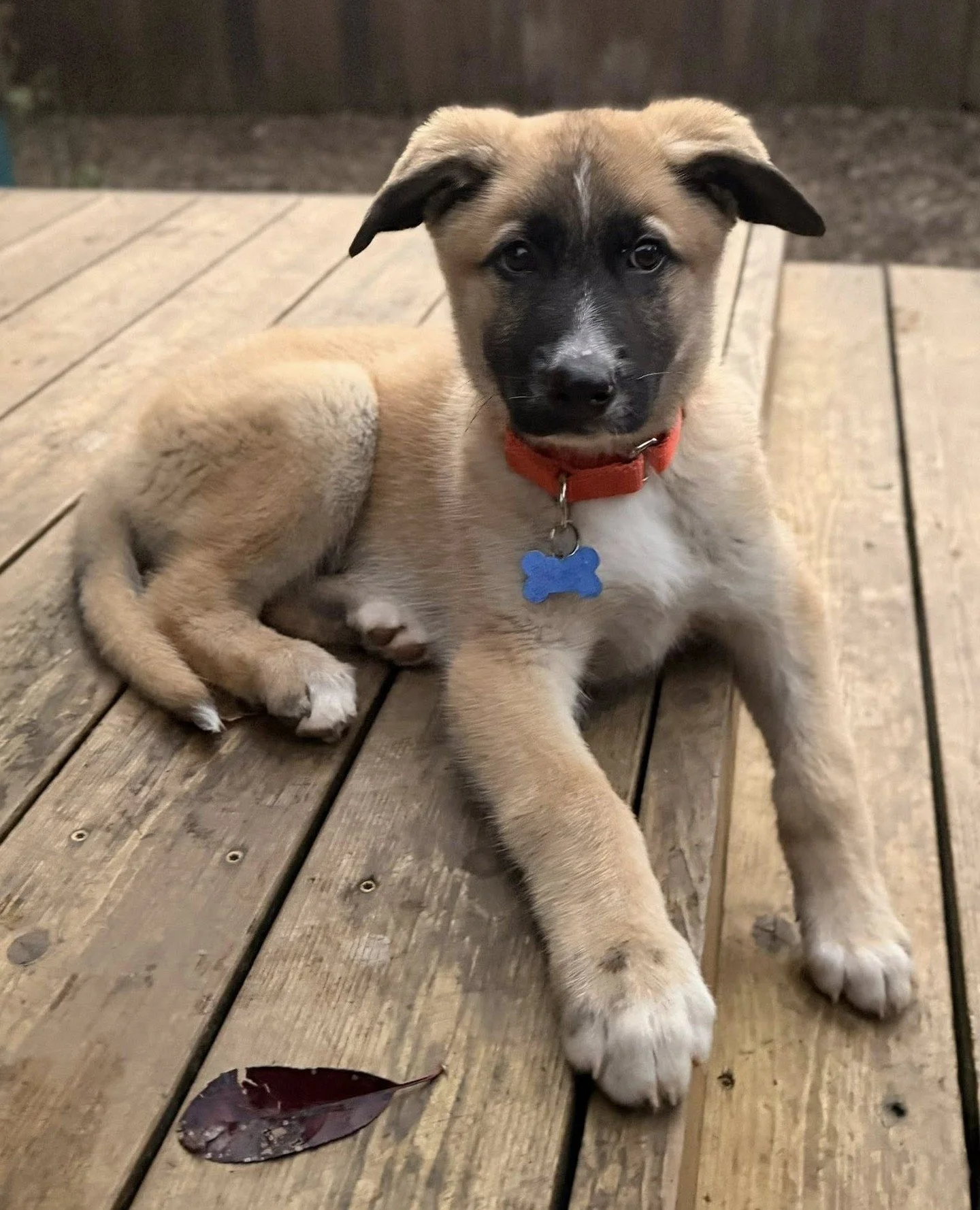 Have any Saturday plans? If not, we'll have some dogs at our Adoption Center. And even if you do, getting some dog cuddles is a great excuse to get you out of them. *wink-wink*⁠
⁠
Theodore will be here from 10:15AM-3:30PM, and Edie may be joining him
