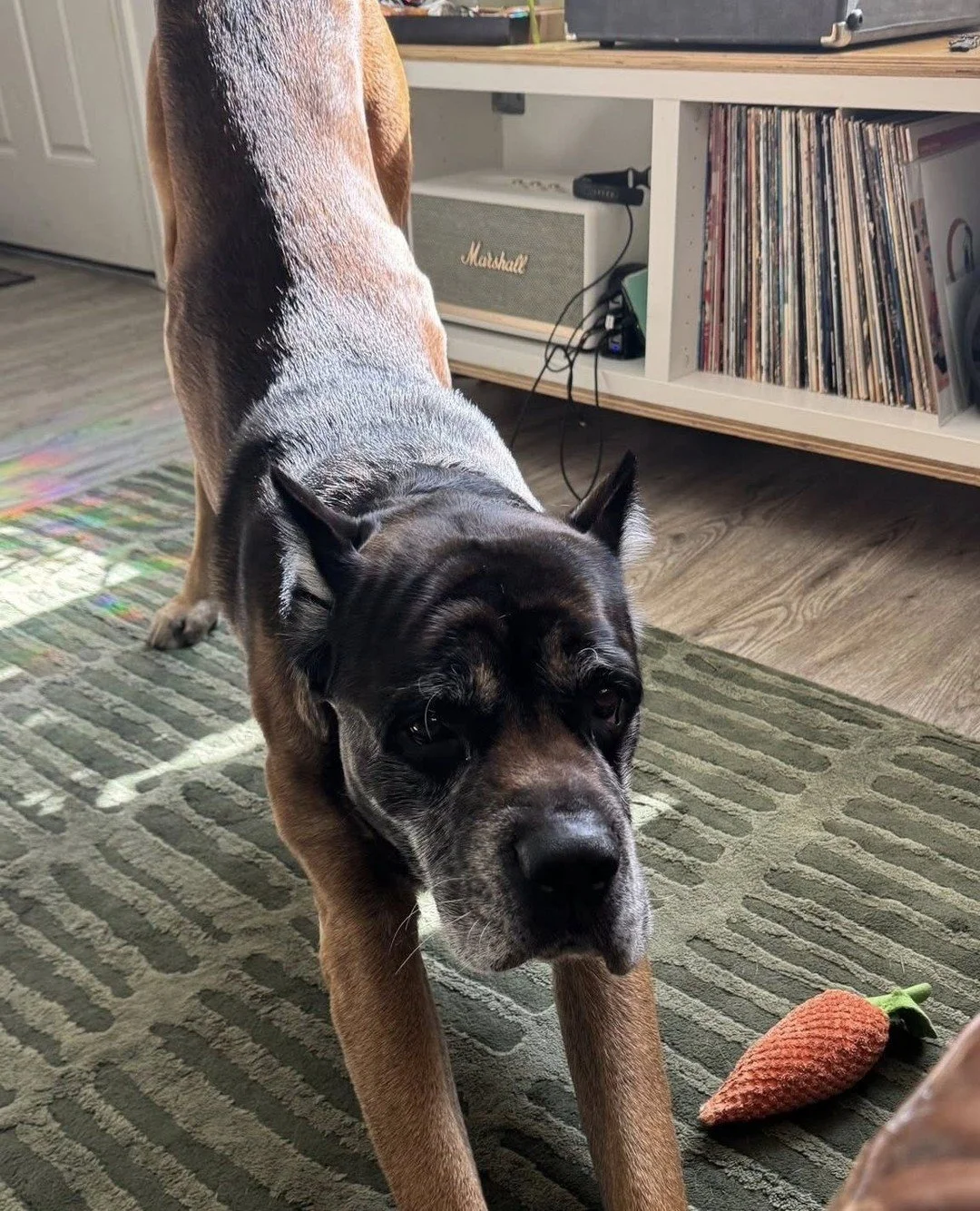 Not to be dramatic, but we simply cannot forgive anyone who sees Mort stretch and doesn't say "biiiiigggg stretch!"