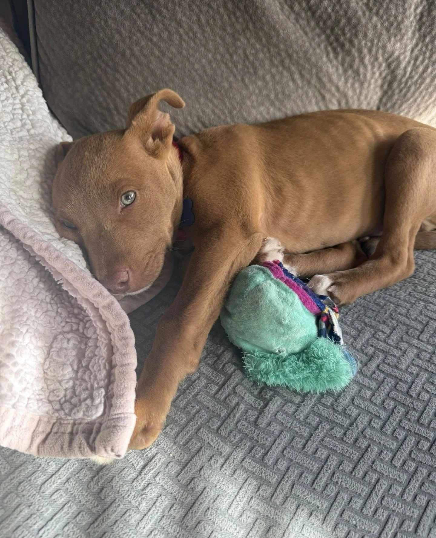 Just imagine spending every Saturday with Oz and your dog by your side.⁠
⁠
Oz (who is also called Ozzy boy) is a shy little guy, but he&rsquo;s especially comfortable around other dogs and does a great job reading their cues. Making him a gentle and 