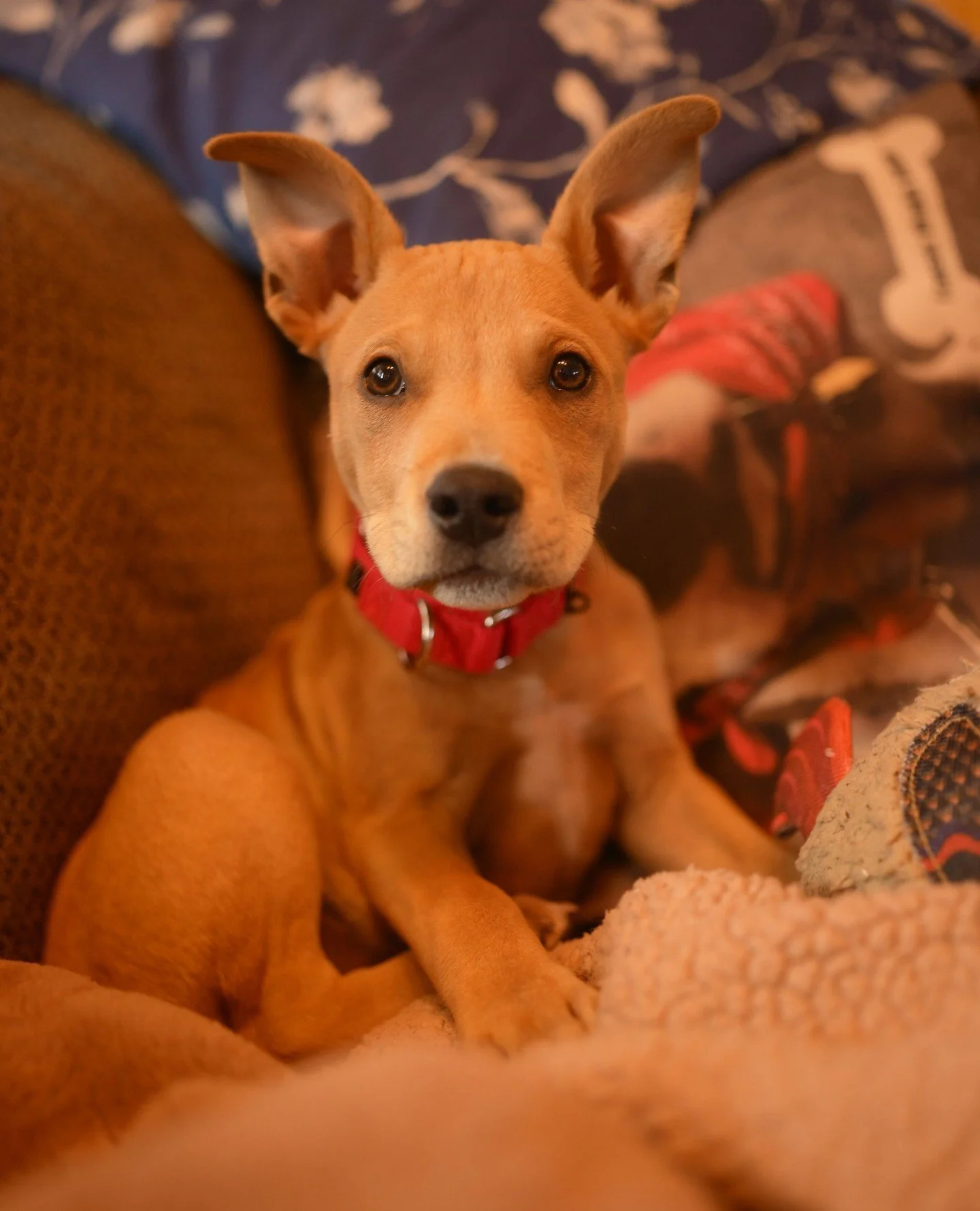 Sweet dreams from little baby Xander, who&rsquo;s all cozy and curled up on the couch, dreaming of snacks and the adopted Good Life. 💤💙