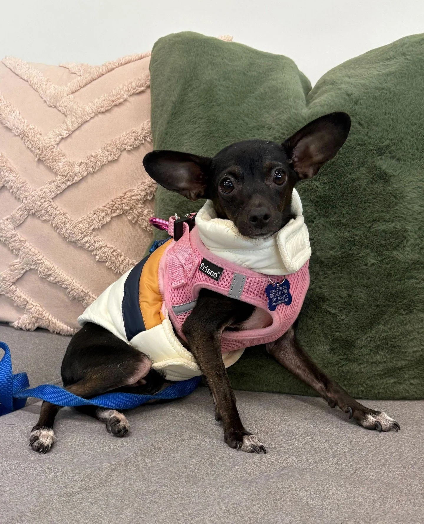 Anya put on her jacket and we immediately cheered: mini fashion show! Featuring Anya in her winter jacket, serving lewks to anyone who will tell her she's a good girl.⁠
⁠
A velcro girl through and through, this little one would ideally be your one an