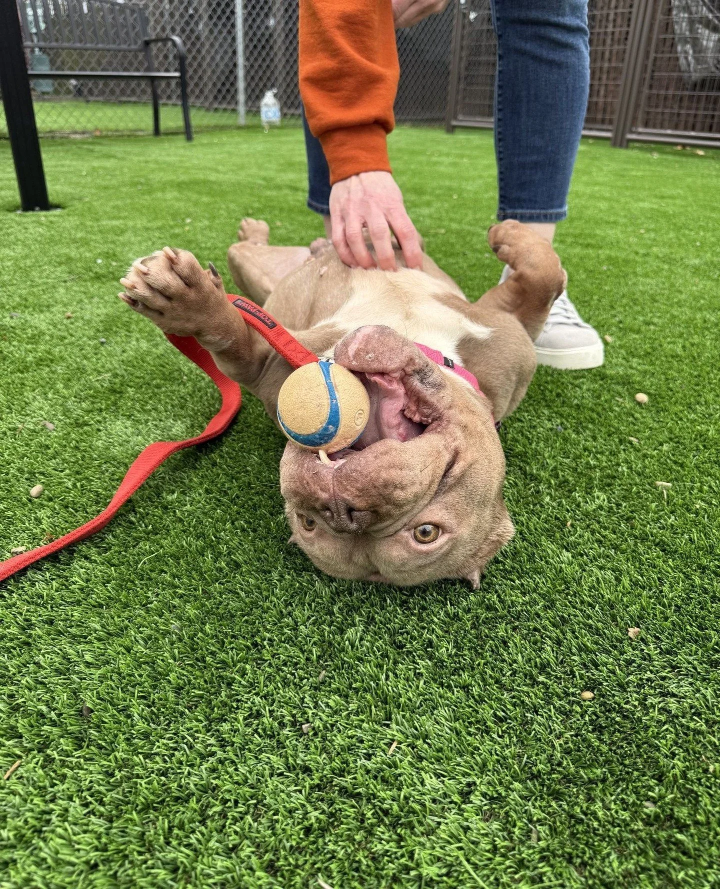This is Colonel Fluffles. Another dog part of the Bob's Burgers crew straight outta MCAS @multcopets!⁠
⁠
We met him at the shelter and just couldn't imagine our world without him. Head scritches and balls are the way to his heart, but he's not a hard