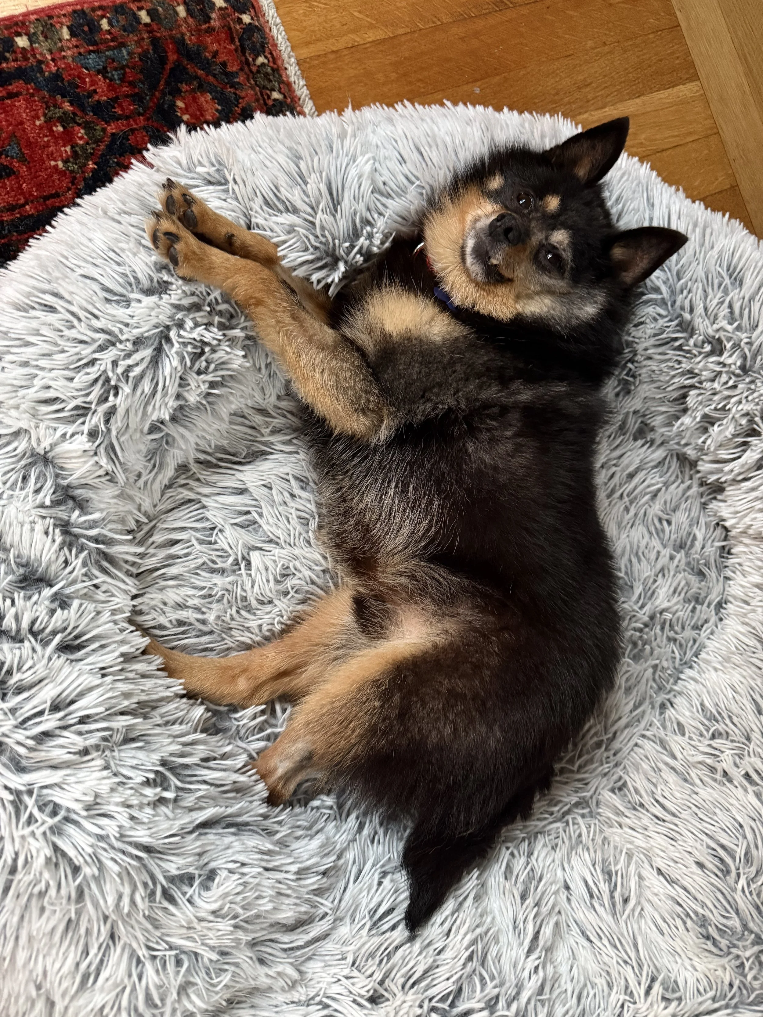 Rudyrests.jpeg