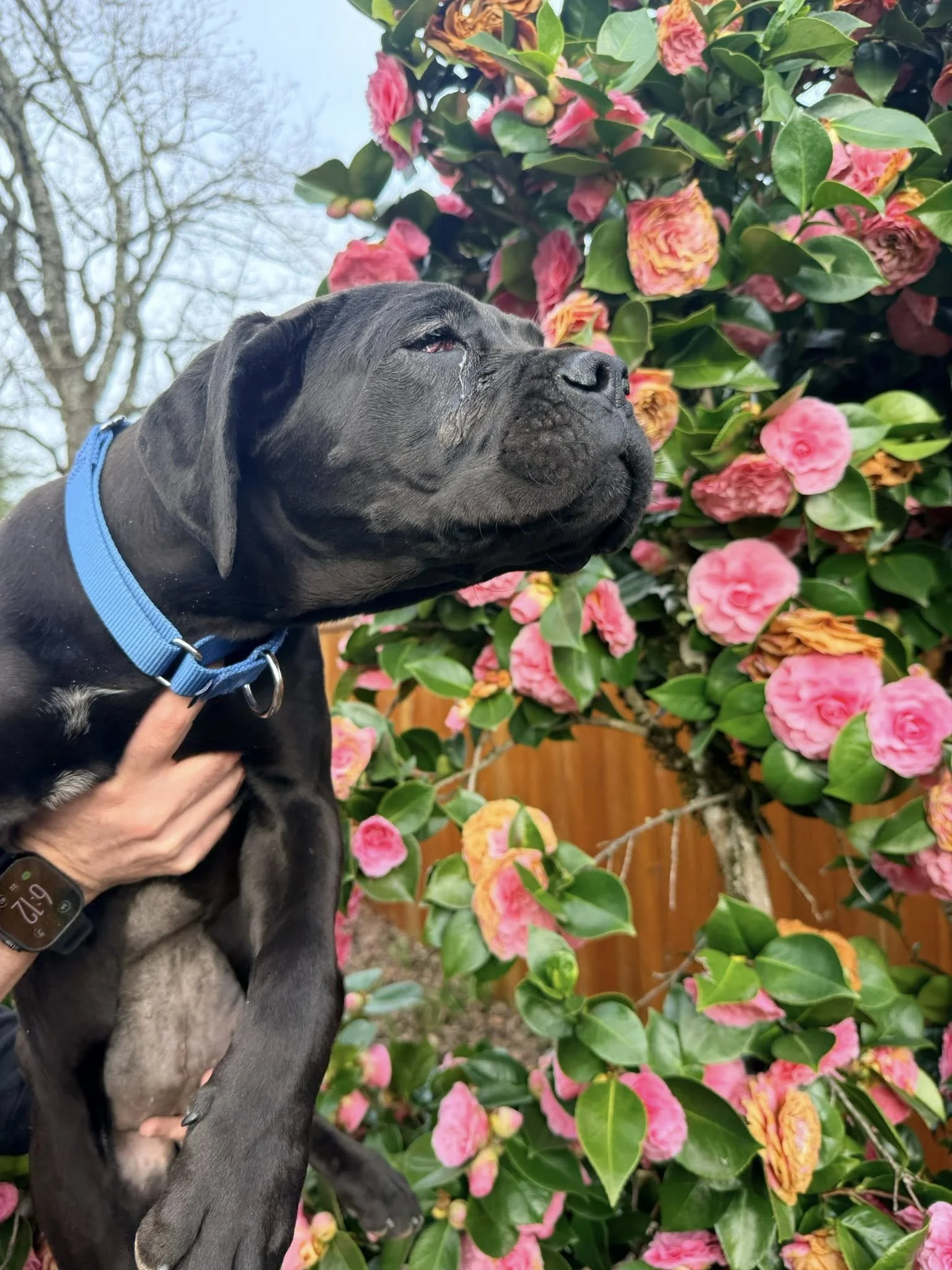 Moolissasmellstheflowers.jpg