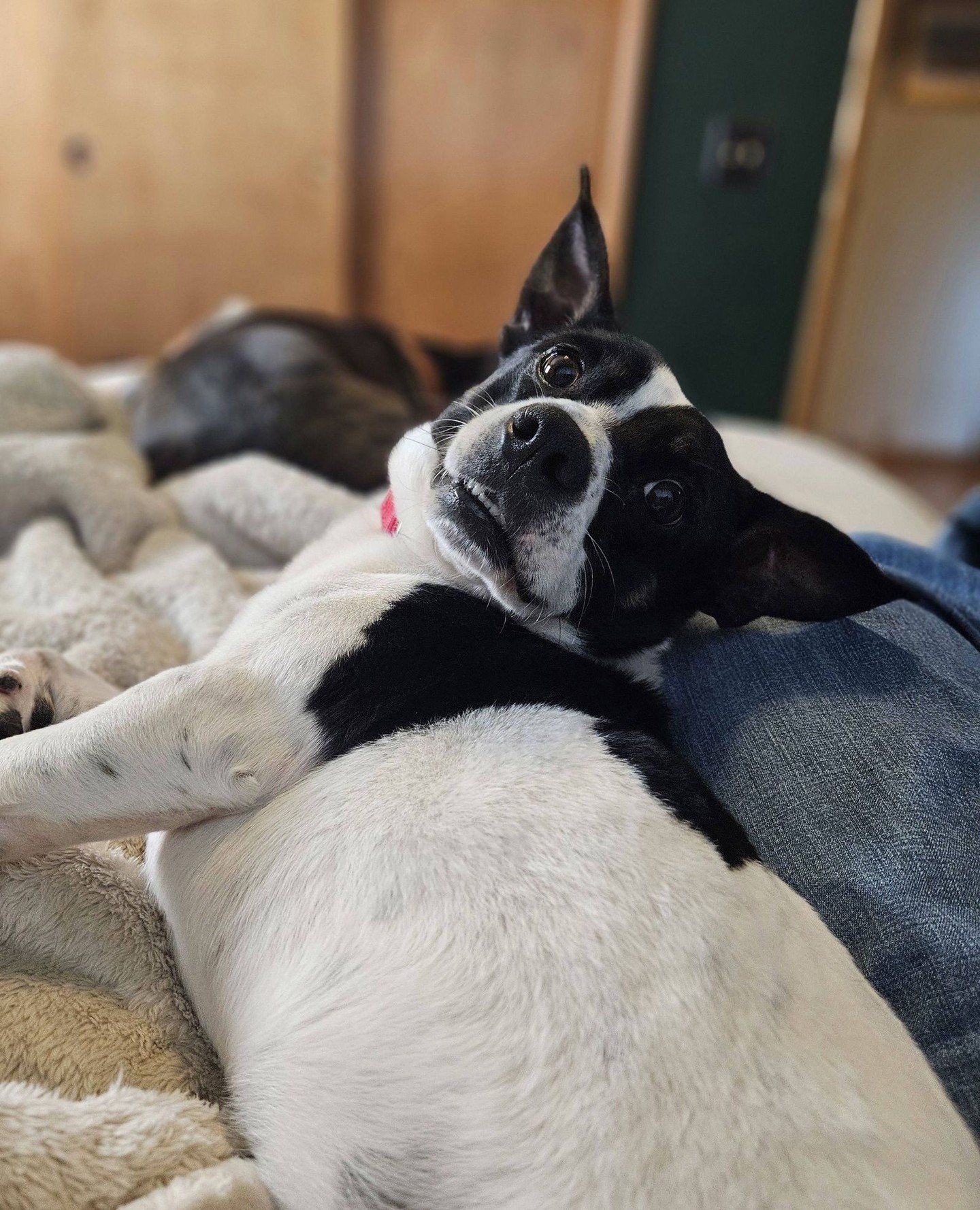 This is Warren Mears' &ldquo;spilled latte but still optimistic&rdquo; face. Adopt him and never face minor inconveniences alone again.