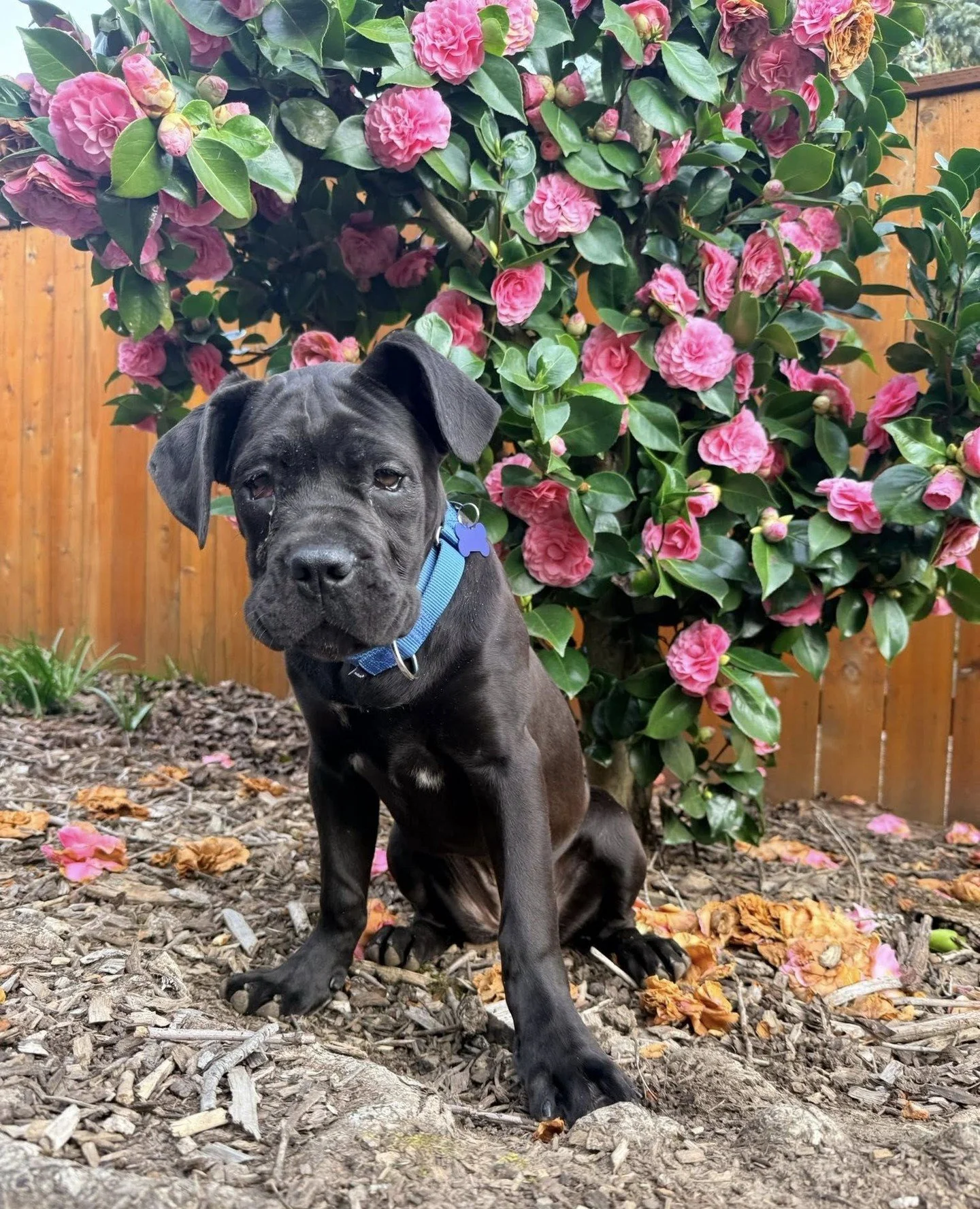 Moolisa -- a sacred cow indeed. This girl's sweet face can make anyone change their ways.⁠
⁠
New from Clackamas County and part of our Bob&rsquo;s Burgers crew, this girl is known for influencing major life decisions in a dream sequence.⁠ These days,