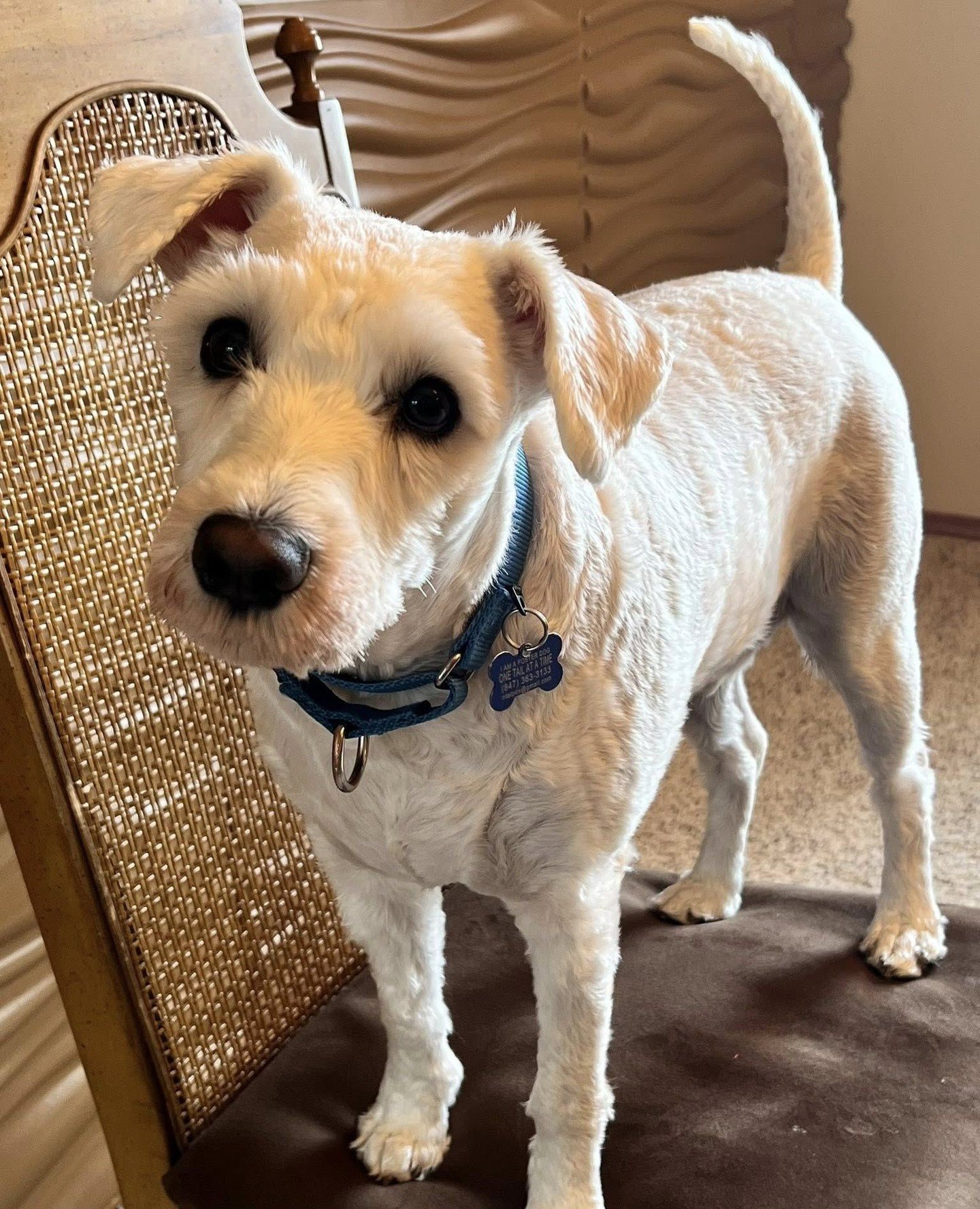 Exactly 365 days ago we welcomed Sacramento off the plane from El Paso @epanimalsvc, and he's celebrating the only way that makes sense: a pup cup in the sun.⁠
⁠
This Buddy has been with the same incredibly dedicated foster for the last 9 months. Bec