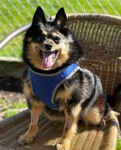 This is Regular Sized Rudy. He joined us recently from Clackamas County and immediately began living up to his name: regular sized, irregular thoughts.⁠
⁠
His foster reports, &ldquo;Rudy&rsquo;s personality cannot be captured by the written word. He&