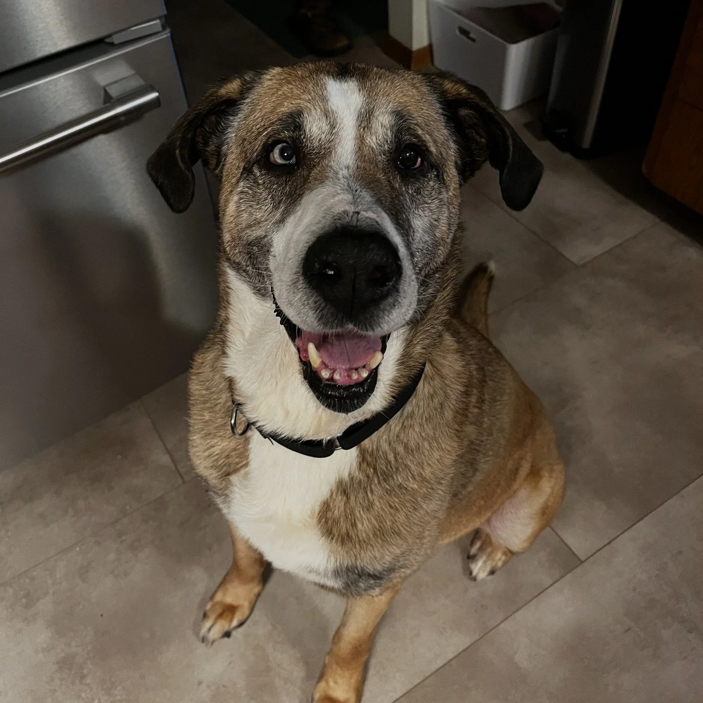 Your late-week plans just got better because Principal Snyder, Mort, and Linda are all visiting our Adoption Center this Friday and Saturday.⁠
⁠
Principal Snyder will be here on Friday from 2:30-6:30PM covering up paranormal activities.⁠
⁠
On Saturda