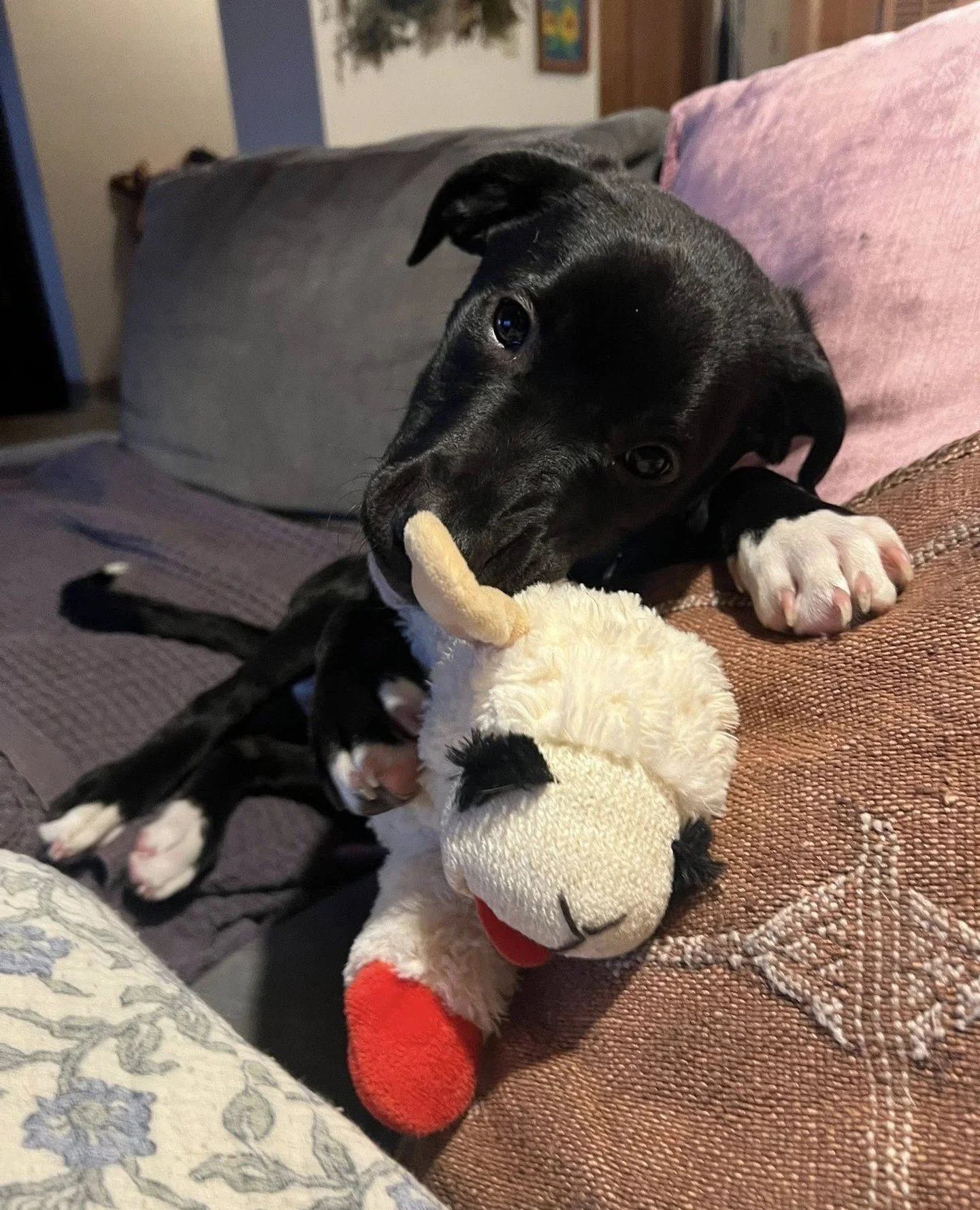 Muffin heard ya&rsquo;ll are fans of Sacramento&rsquo;s Lamb Chop crew, so she wanted to show you her own little lamby BFF.⁠
⁠
They&rsquo;ve been through a lot together. Mostly walking from one room to another, but it counts.