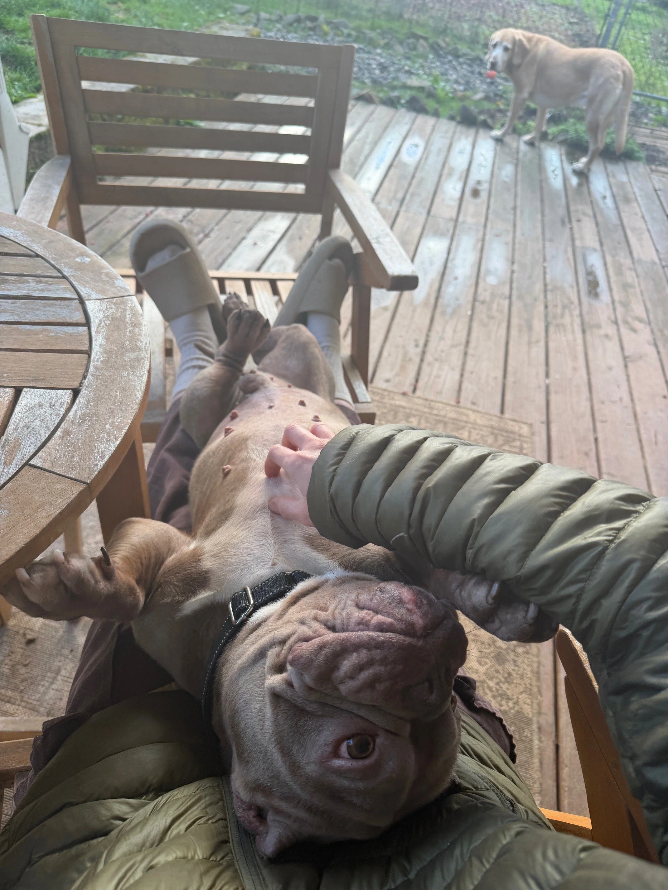 ColonelFlufflesbellyrubsinlap.jpeg