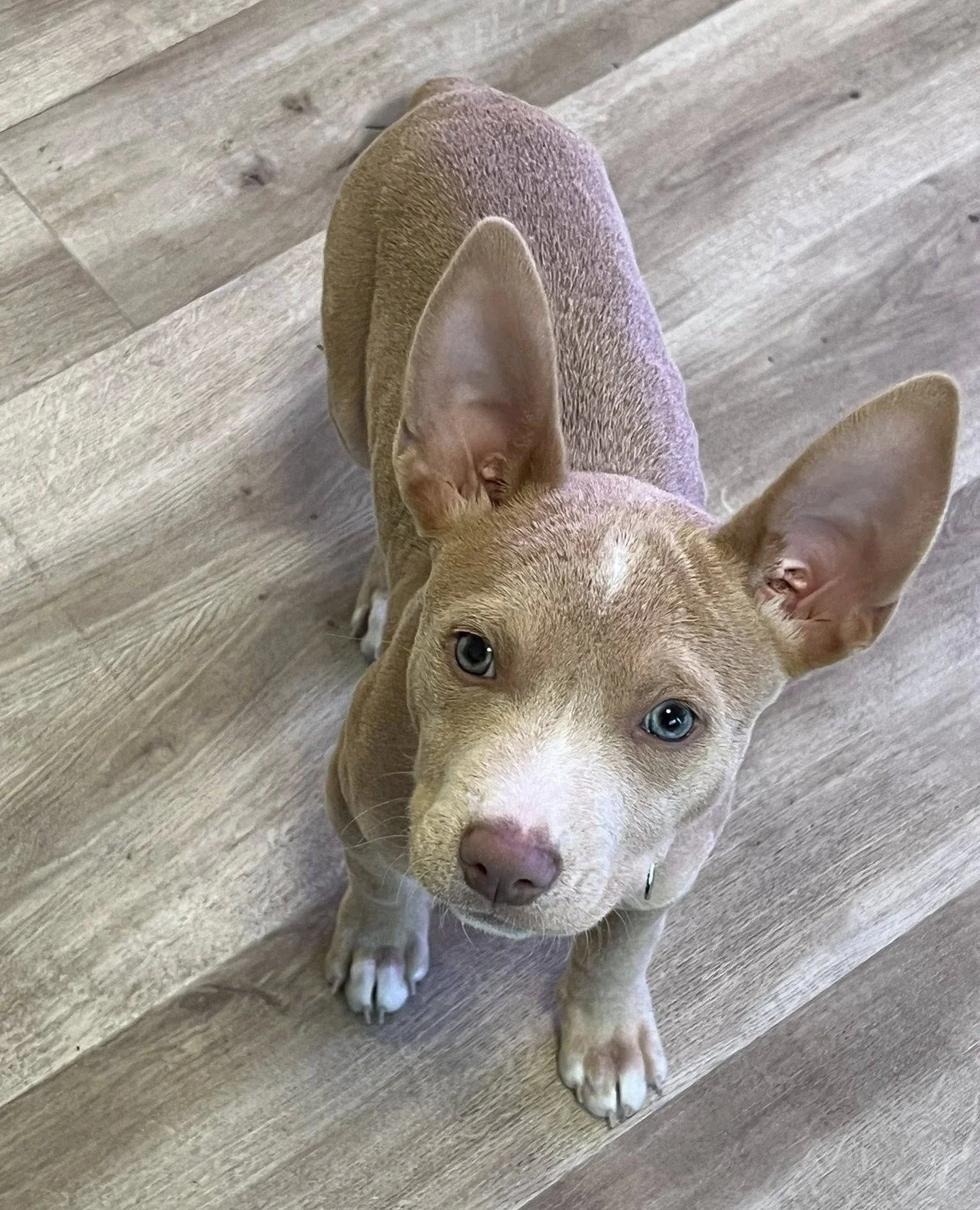 Spike is somehow still with us, and that's fine because we become more obsessed by the day.⁠
⁠
He happily prances around and is comfy in his crate. Even being left up 3.5 hours! aAd while he's still working on puppy basics, this dude is also proving 