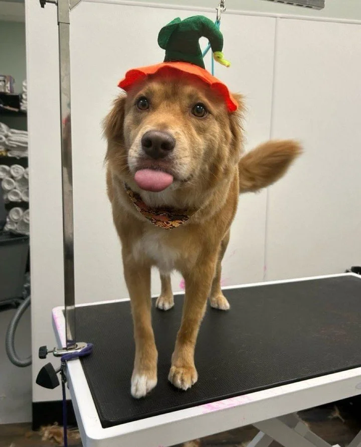 While ten of our dogs went off to the Good Life last week, two are now looking for a new place to crash.⁠ You provide the couch, we provide the dog (and the rest).⁠
⁠
&bull; Plum/Benny: adult return who needs an animal-free foster home.⁠
&bull; Faith