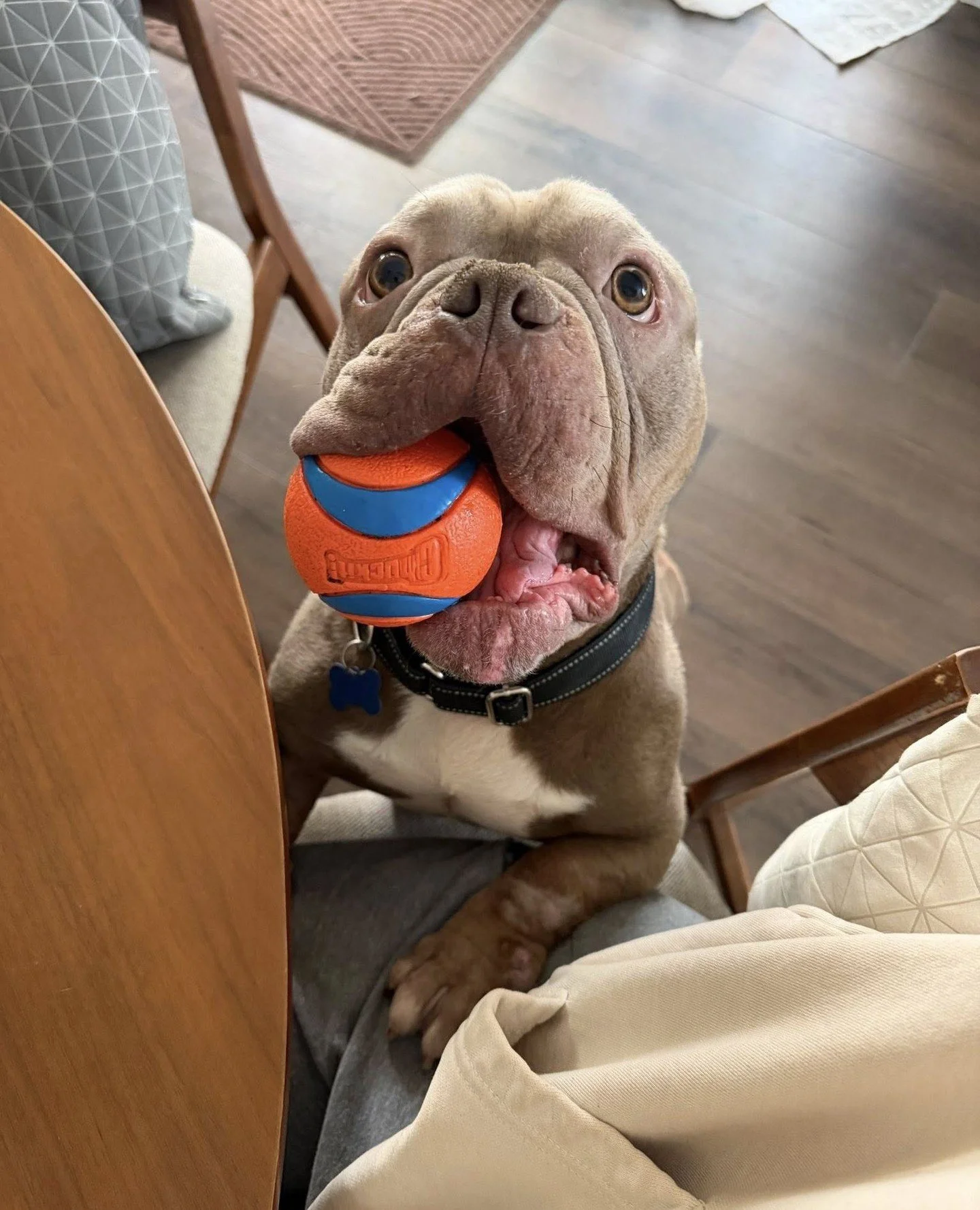 There is no love like Colonel Fluffles has for his ball.⁠
⁠
He&rsquo;s very independent during the day, playing by himself and napping around the house, and he does great in his crate overnight and when left home alone.