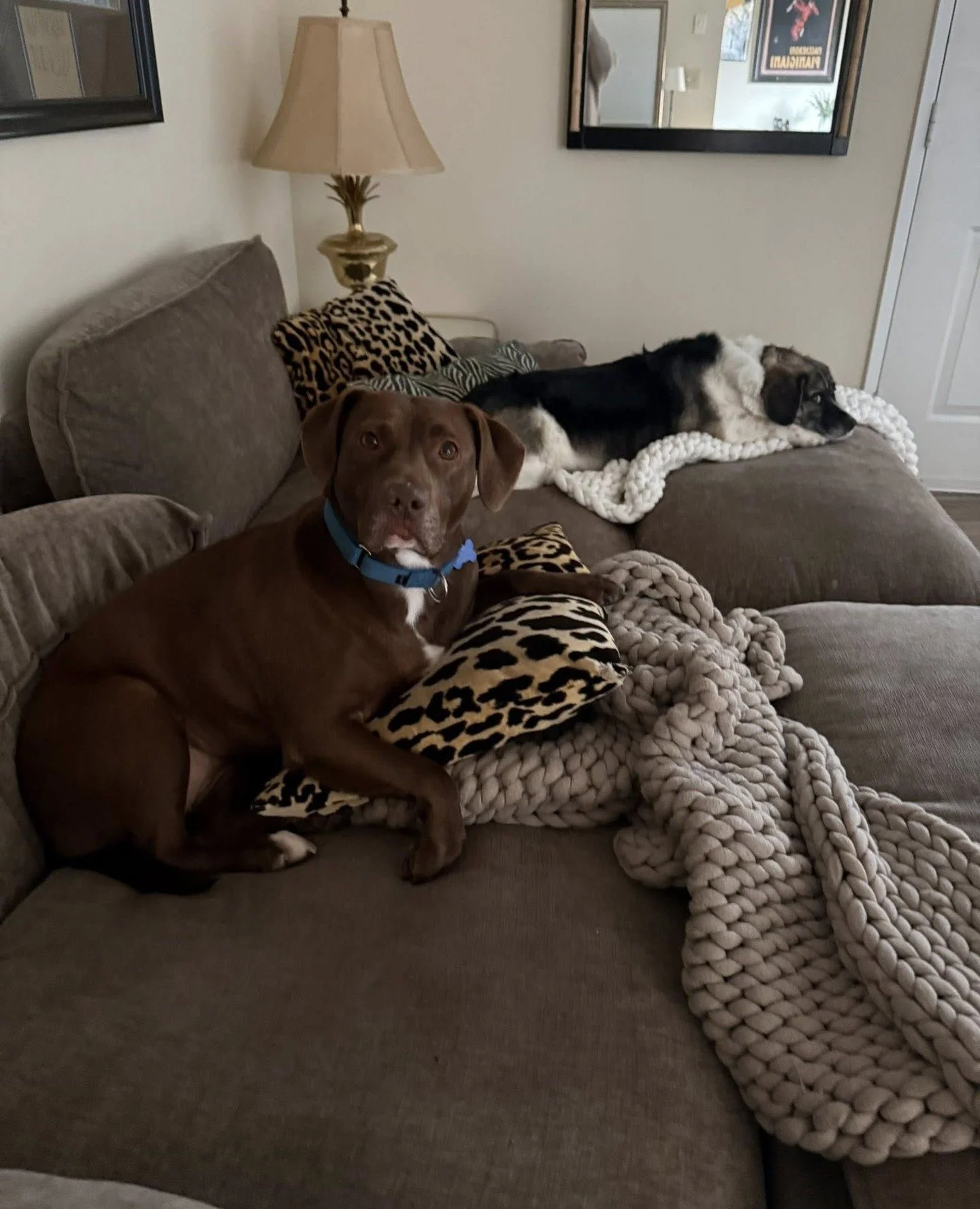 Our new arrival Gayle from MCAS @multcopets has been settling in exactly as intended: on a comfy couch.⁠
⁠
We&rsquo;re still getting to know her, but so far she&rsquo;s a loving, calm girl with excellent lounging instincts. More Gayle updates coming 