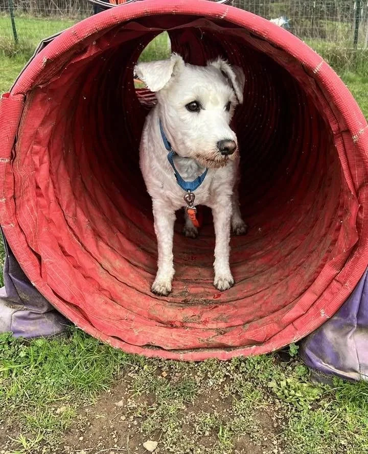 Sacramento took himself on a little field trip to a local Sniffspot and discovered that goats and horses exist.⁠
⁠
He will be thinking about it for some time. Possibly forever.⁠
⁠
Apply to adopt if you&rsquo;re prepared to discuss goats with him via 