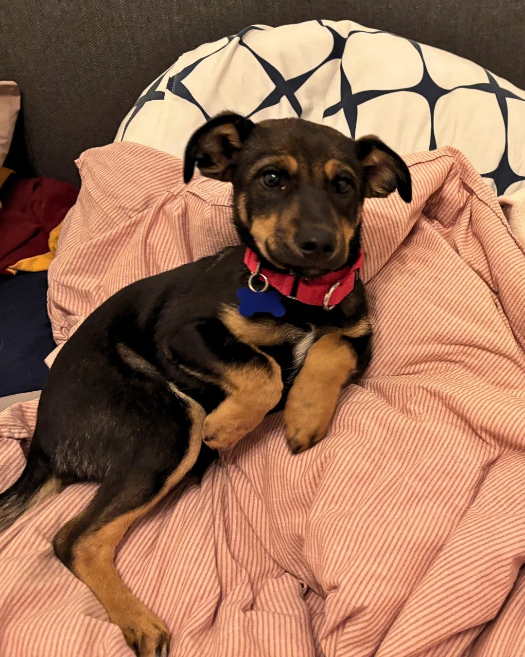 It's raining, it's pouring, all these dogs are snoringgg.⁠
⁠
While the Portland weather is doing the most, Bob Belcher, Buffy, Anya, Spike, Rupert Giles, Faith, Louise, Holly, and Margarita are choosing to do the least.⁠ And are currently accepting a