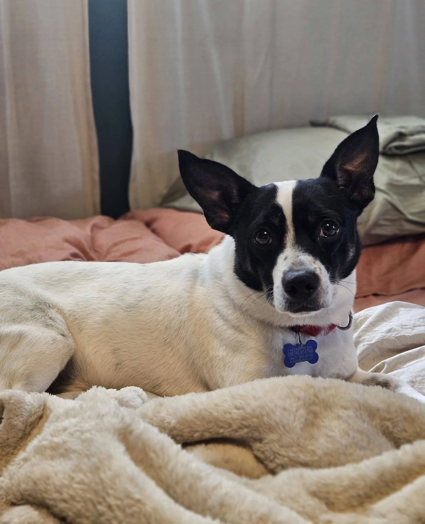 Bringing you some good news this Wednesday evening: Warren Mears, Louise, and Mort will all be visiting our Adoption Center this Thursday and Friday!⁠
⁠
Both Warren Mears and Louise are with us on Thursday (4/2) - Louise is showing up at 2:30PM and W