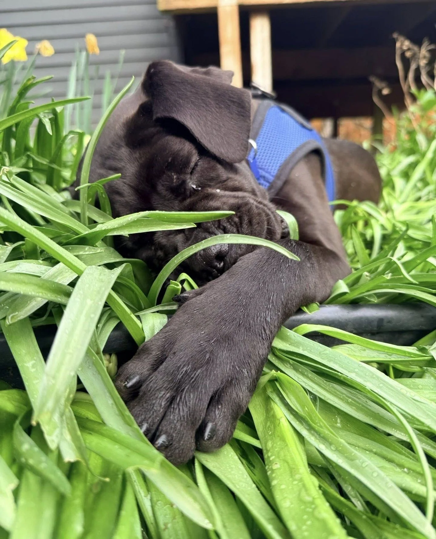 They say April showers bring May flowers. Around here, it&rsquo;s April showers bring us a rare spring species known for thriving in leafy environments called Moolisa.